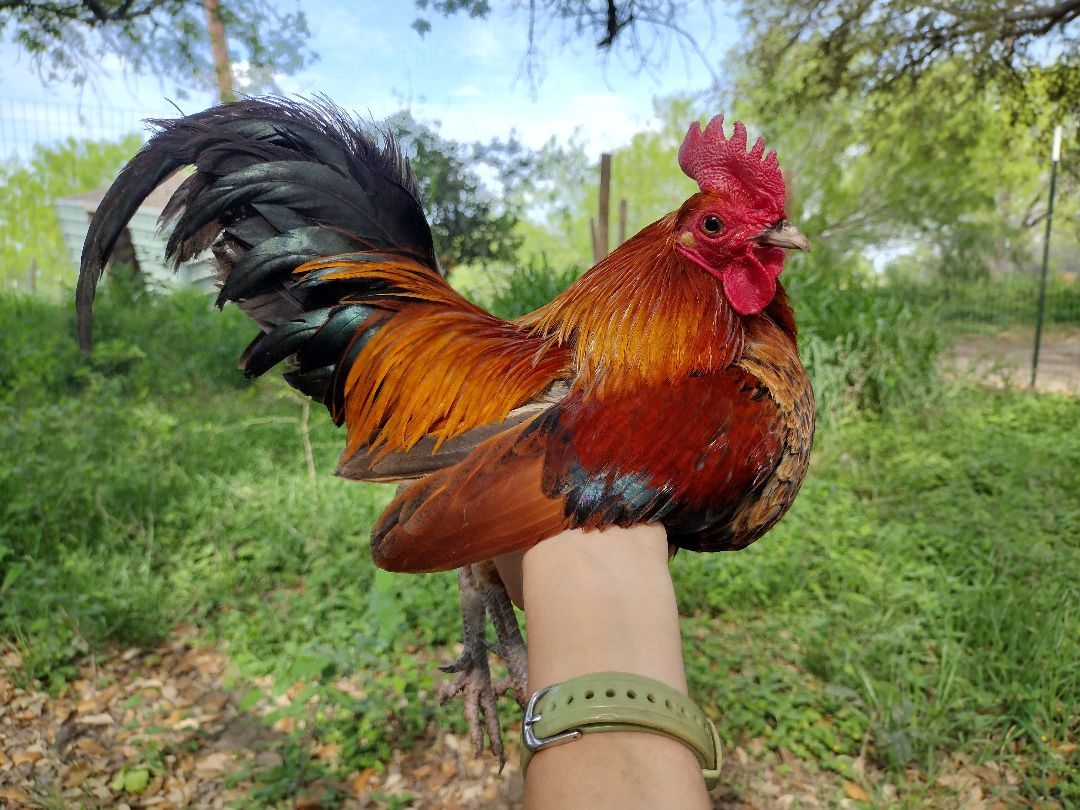 Enlarge Strauss, a Adopted Chicken in Donna, TX image 1/3