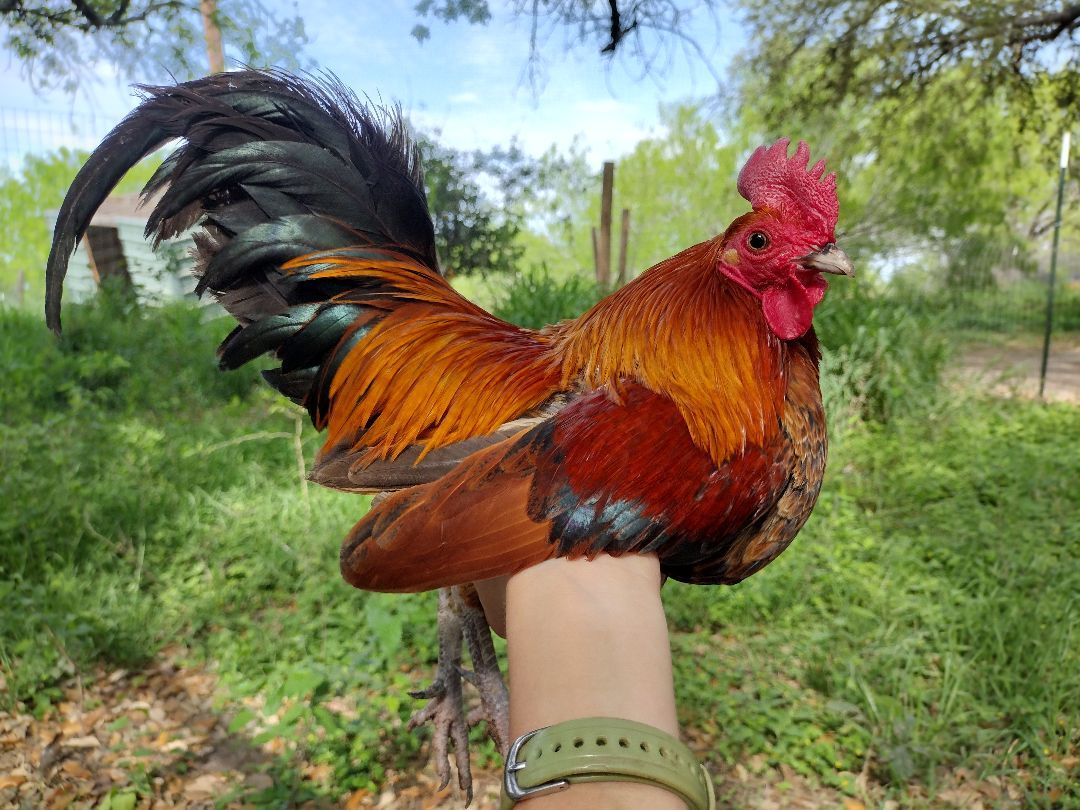 Enlarge Strauss, a Adopted Chicken in Donna, TX image 2/3