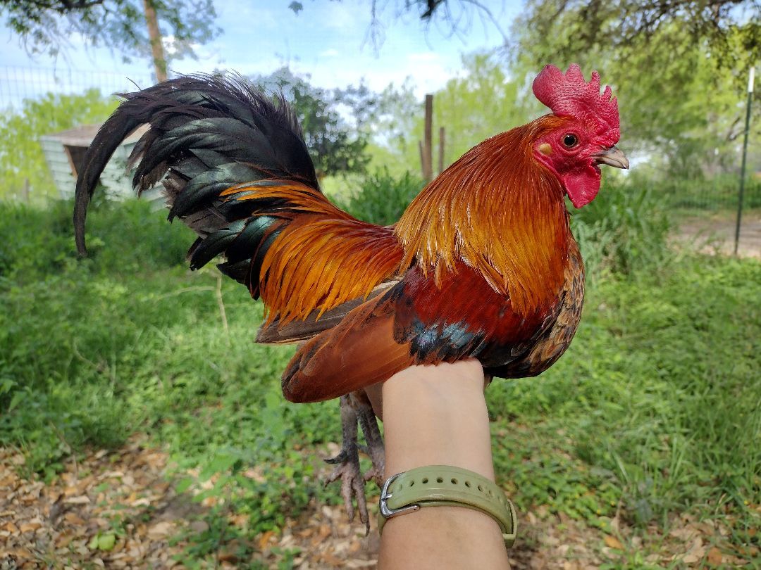 Enlarge Strauss, a Adopted Chicken in Donna, TX image 3/3