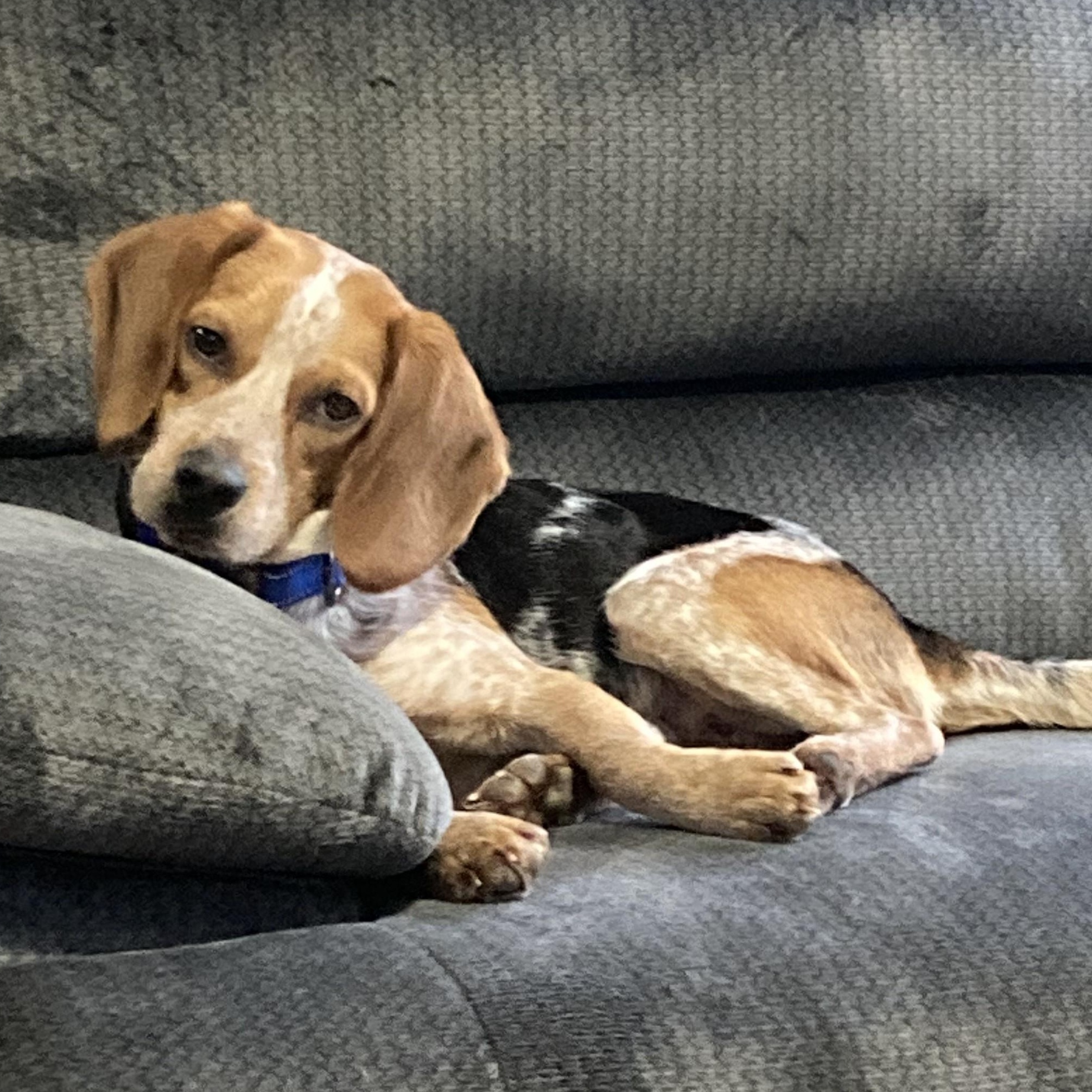 John, ADOPTABLE, Young Male Beagle.
