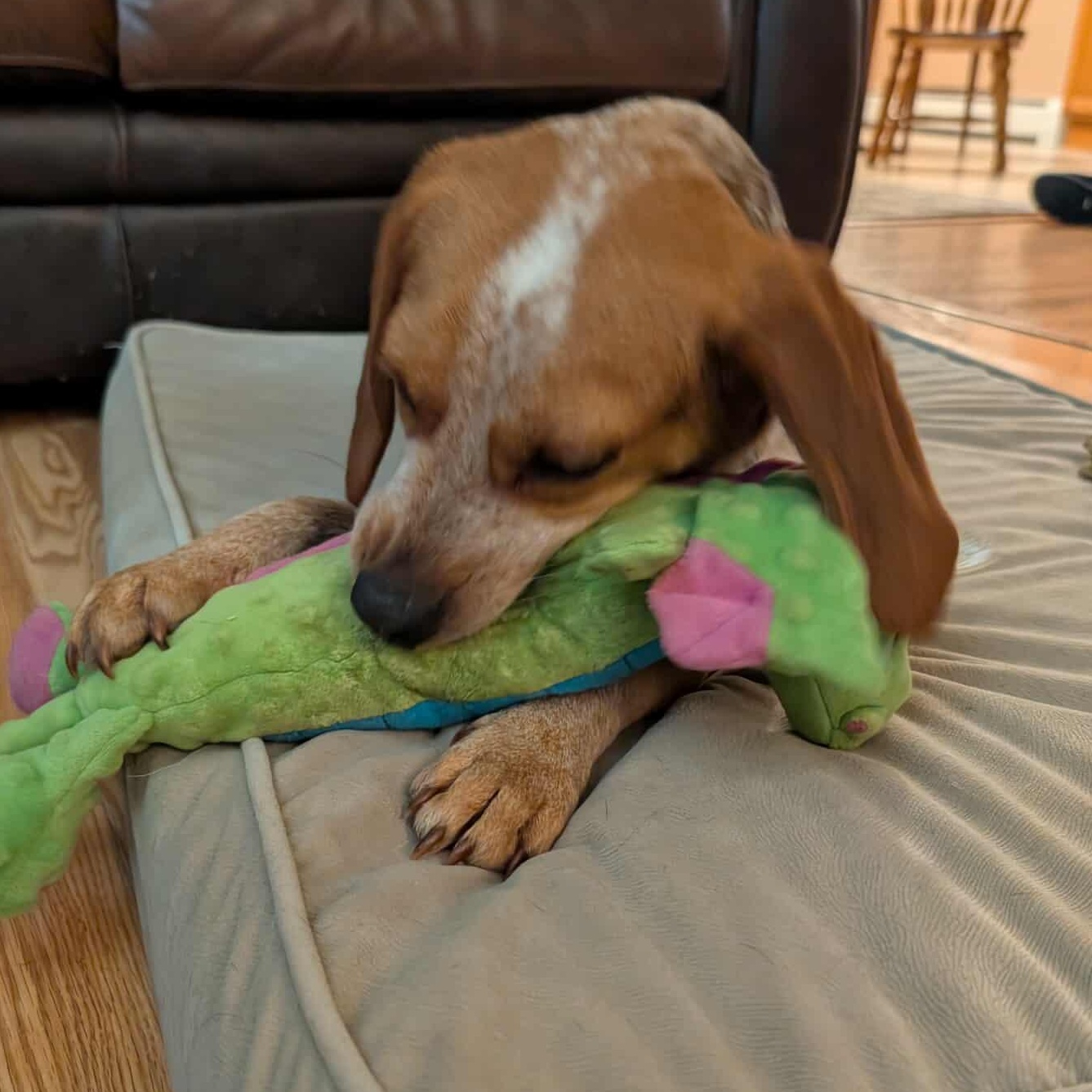 Enlarge John, a ADOPTABLE Beagle in Stoughton, MA image 4/6