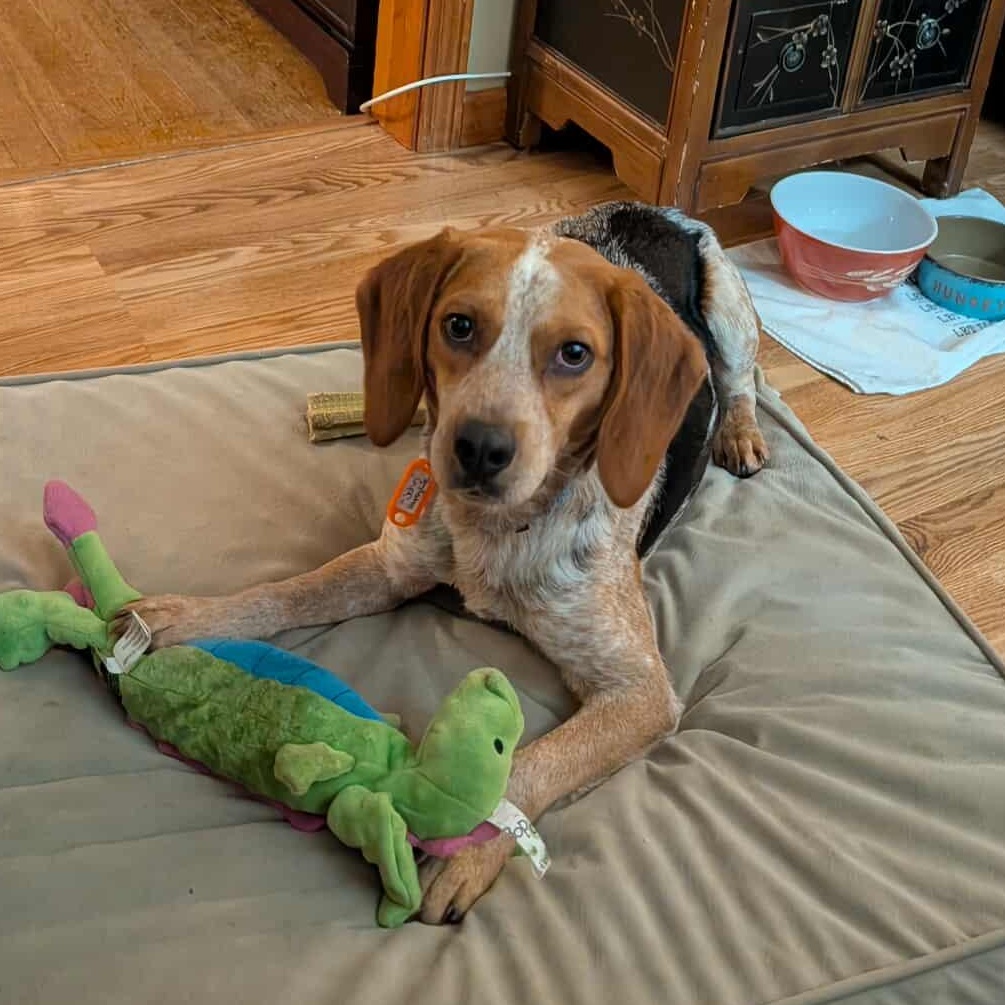 Enlarge John, a ADOPTABLE Beagle in Stoughton, MA image 3/6