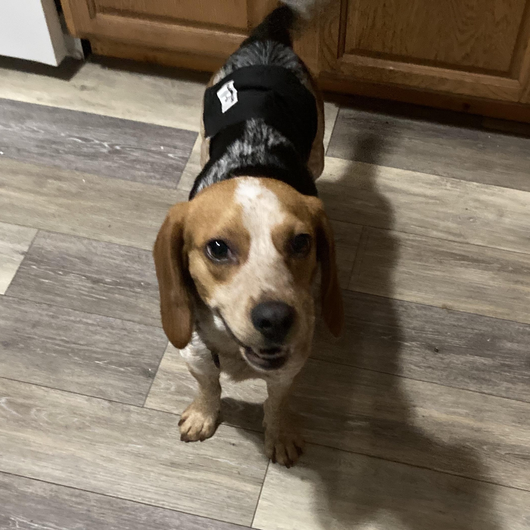 Enlarge John, a ADOPTABLE Beagle in Stoughton, MA image 6/6