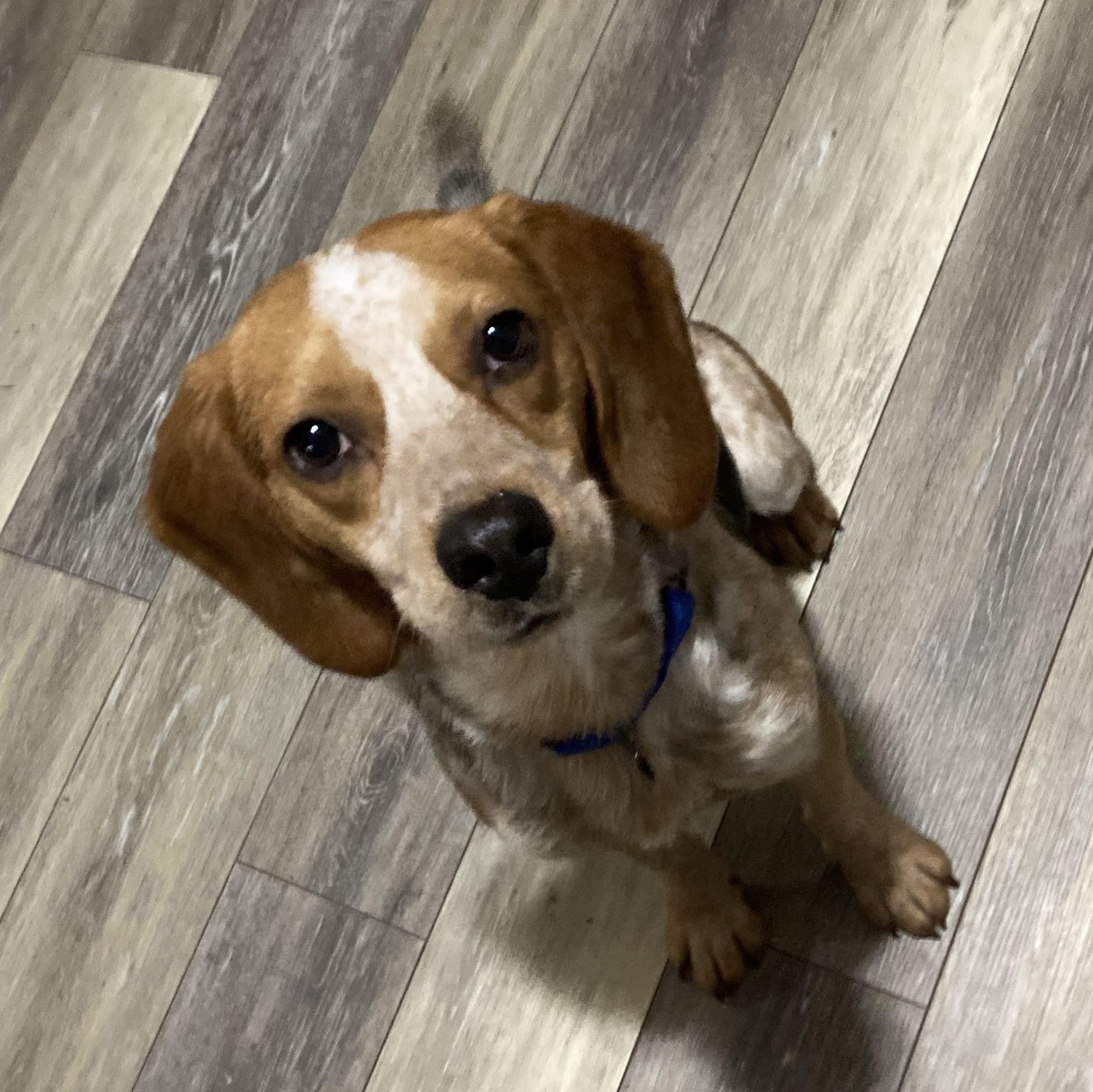 Enlarge John, a ADOPTABLE Beagle in Stoughton, MA image 2/6