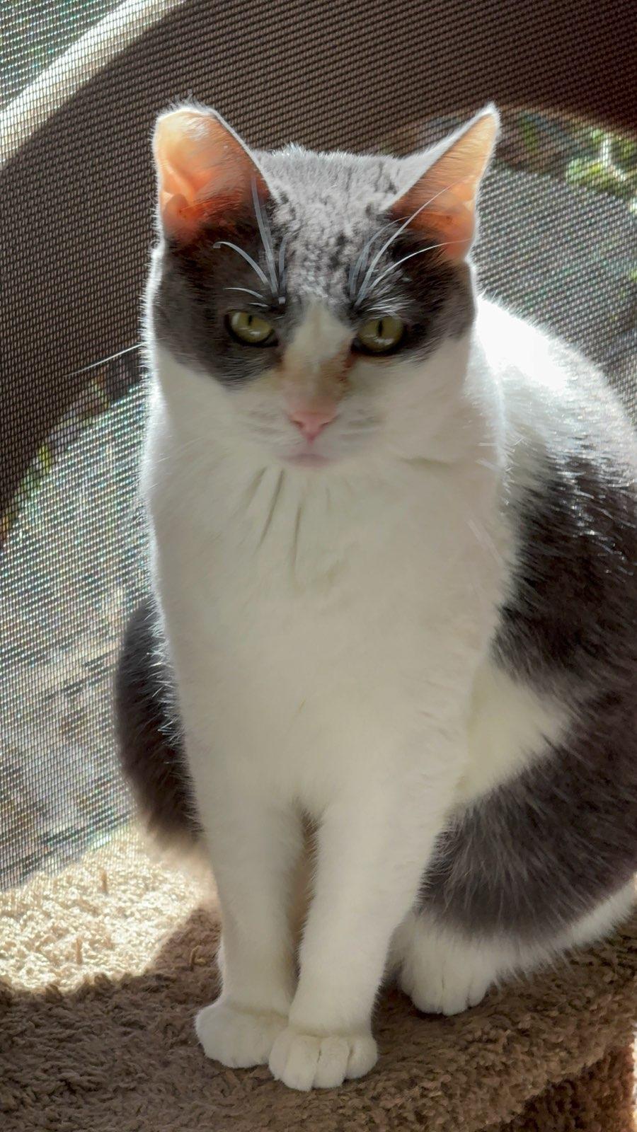 Enlarge Elsie, a Adoptable mixed breed in Pasadena, CA image 1/4