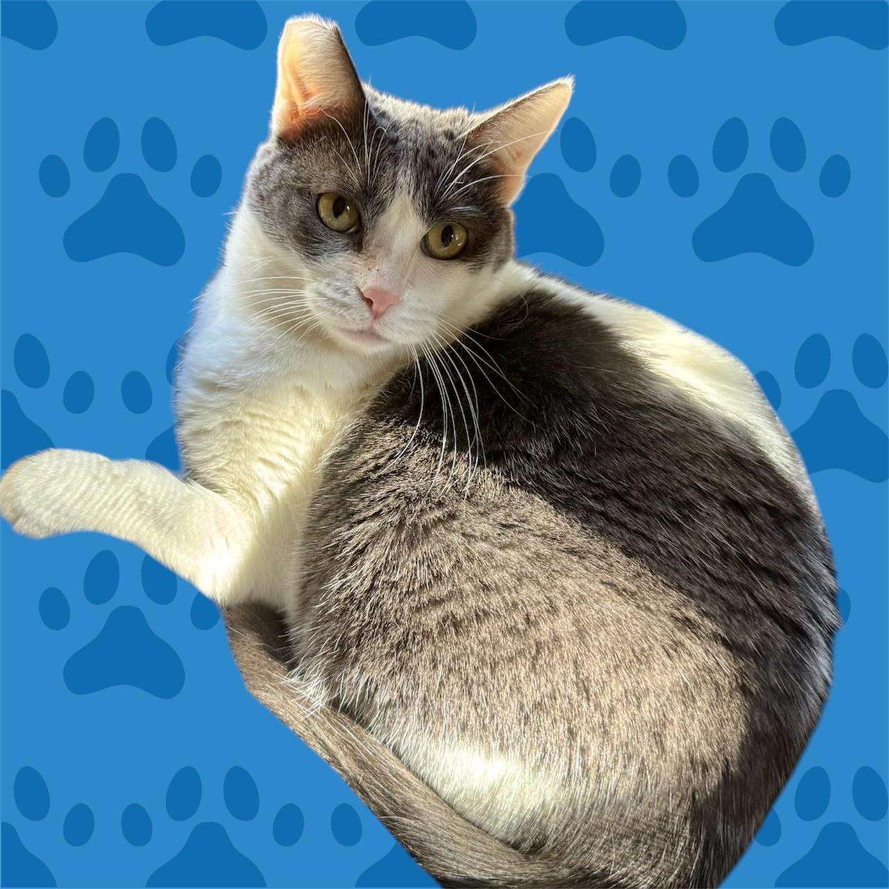 Enlarge Elsie, a Adoptable mixed breed in Pasadena, CA image 2/4