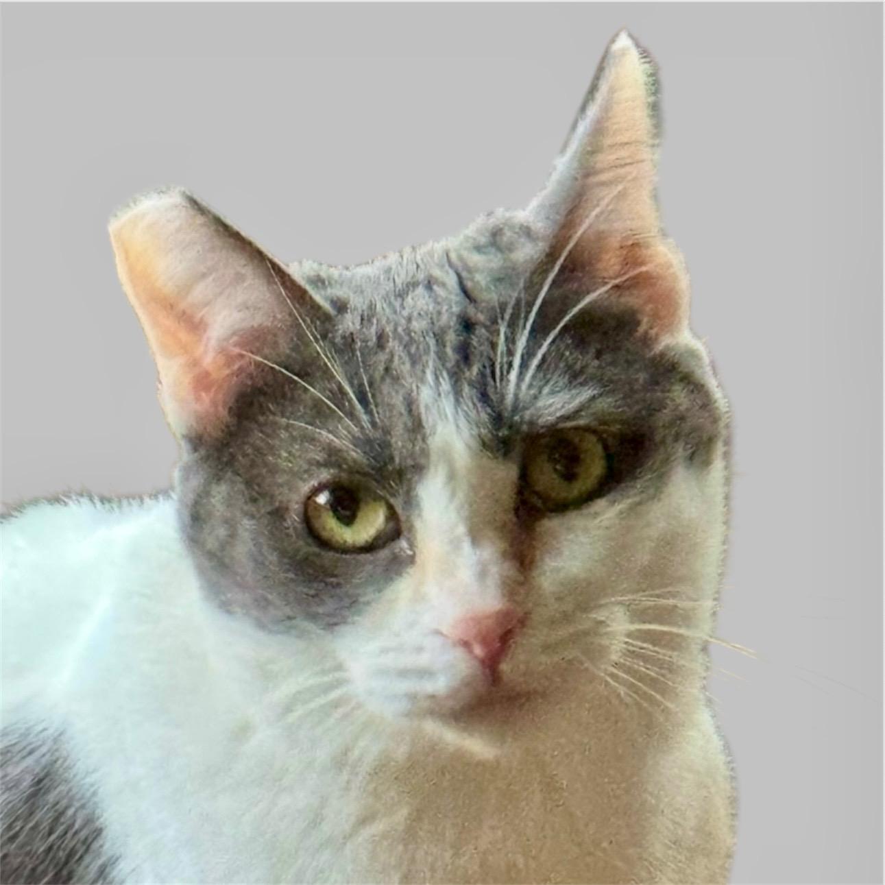 Enlarge Elsie, a Adoptable mixed breed in Pasadena, CA image 3/4