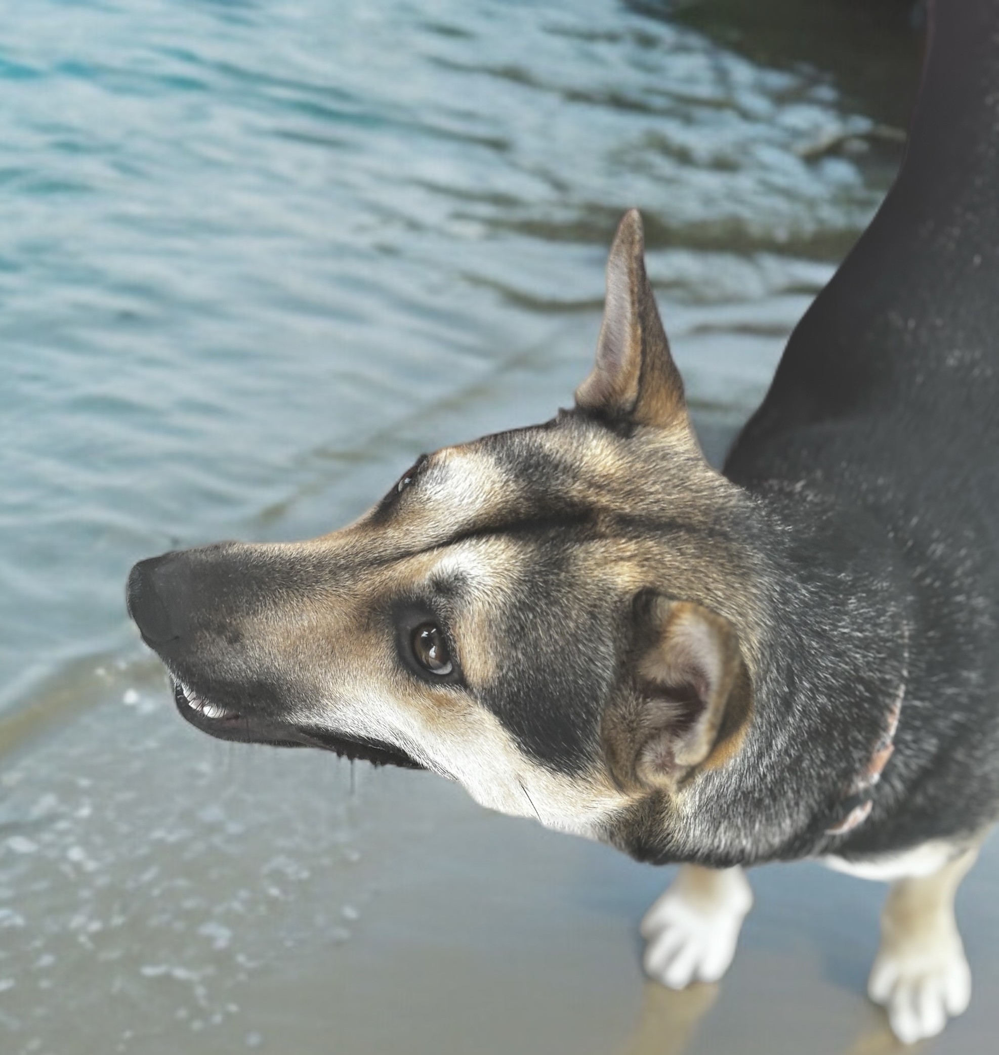 Enlarge Lyndee, an adoptable German Shepherd Dog in Bryan, TX image 4/5