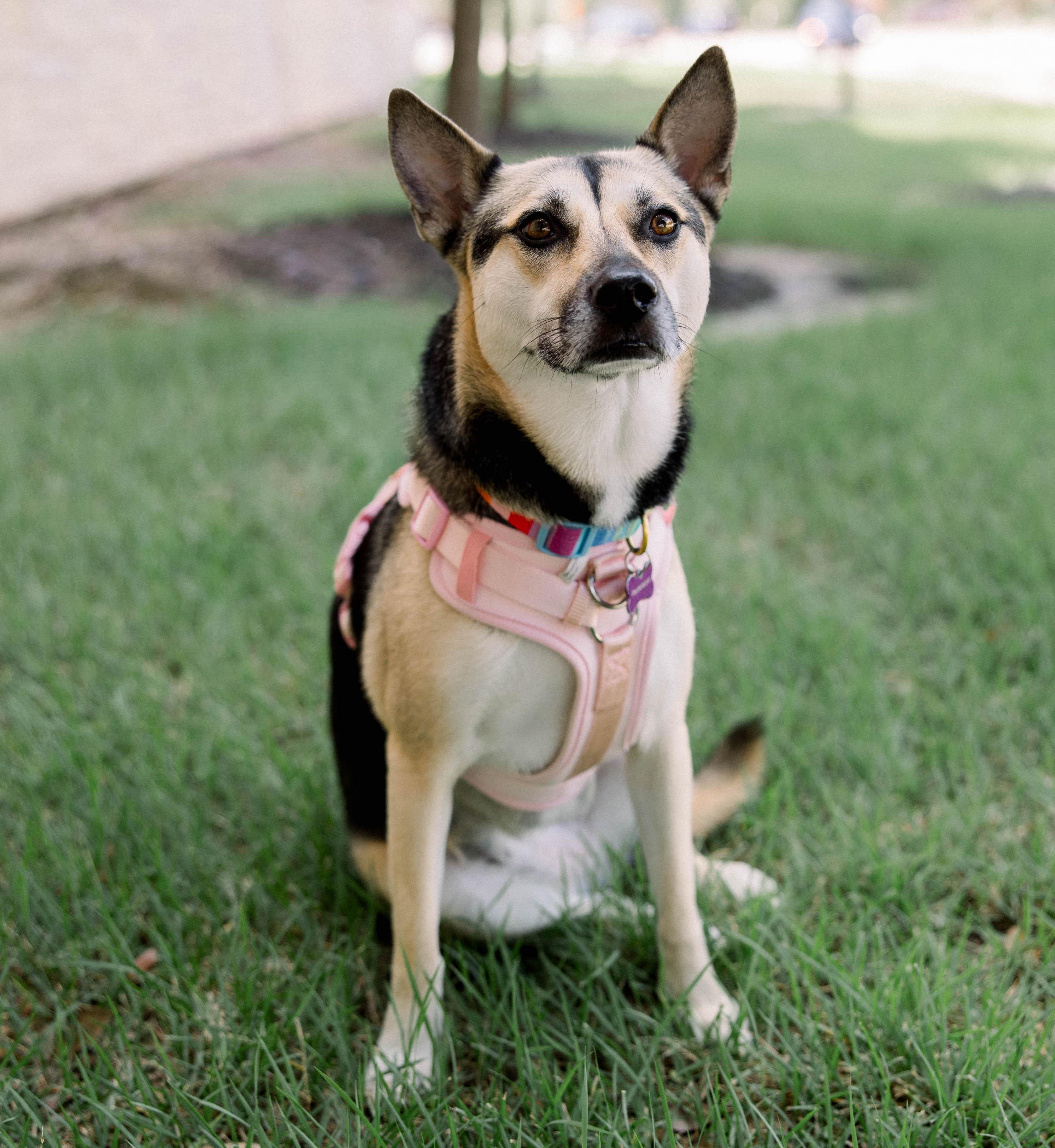 Lyndee, Adoptable, Adult Female German Shepherd Dog.