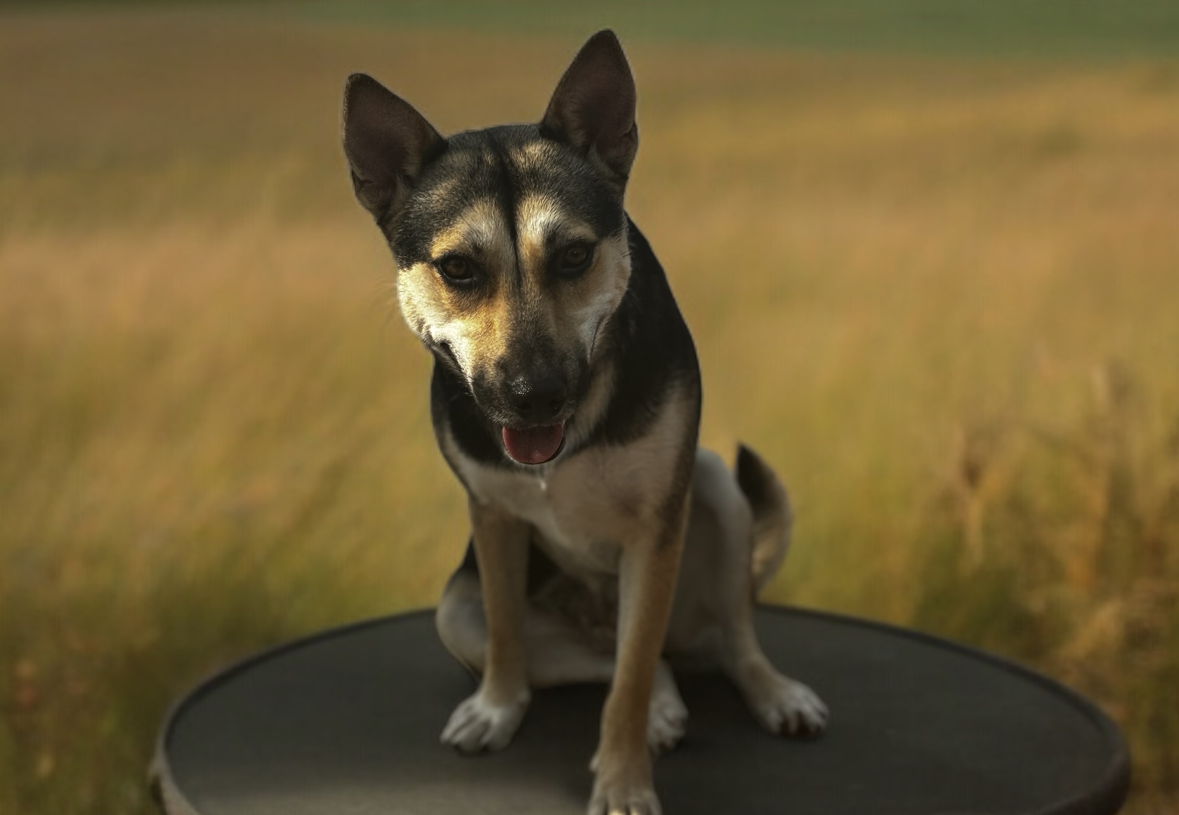 Enlarge Lyndee, an adoptable German Shepherd Dog in Bryan, TX image 2/5