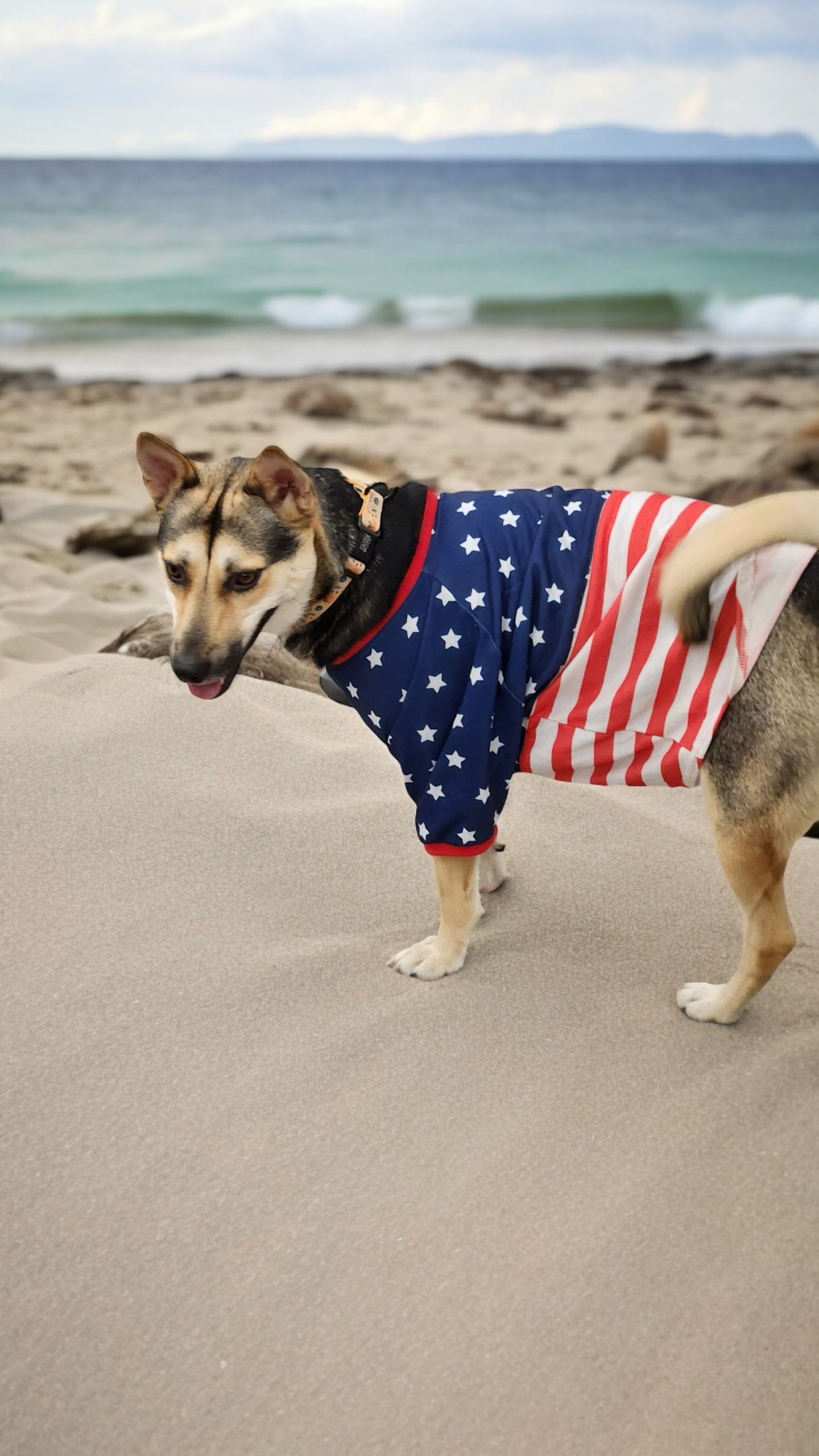 Enlarge Lyndee, an adoptable German Shepherd Dog in Bryan, TX image 1/5