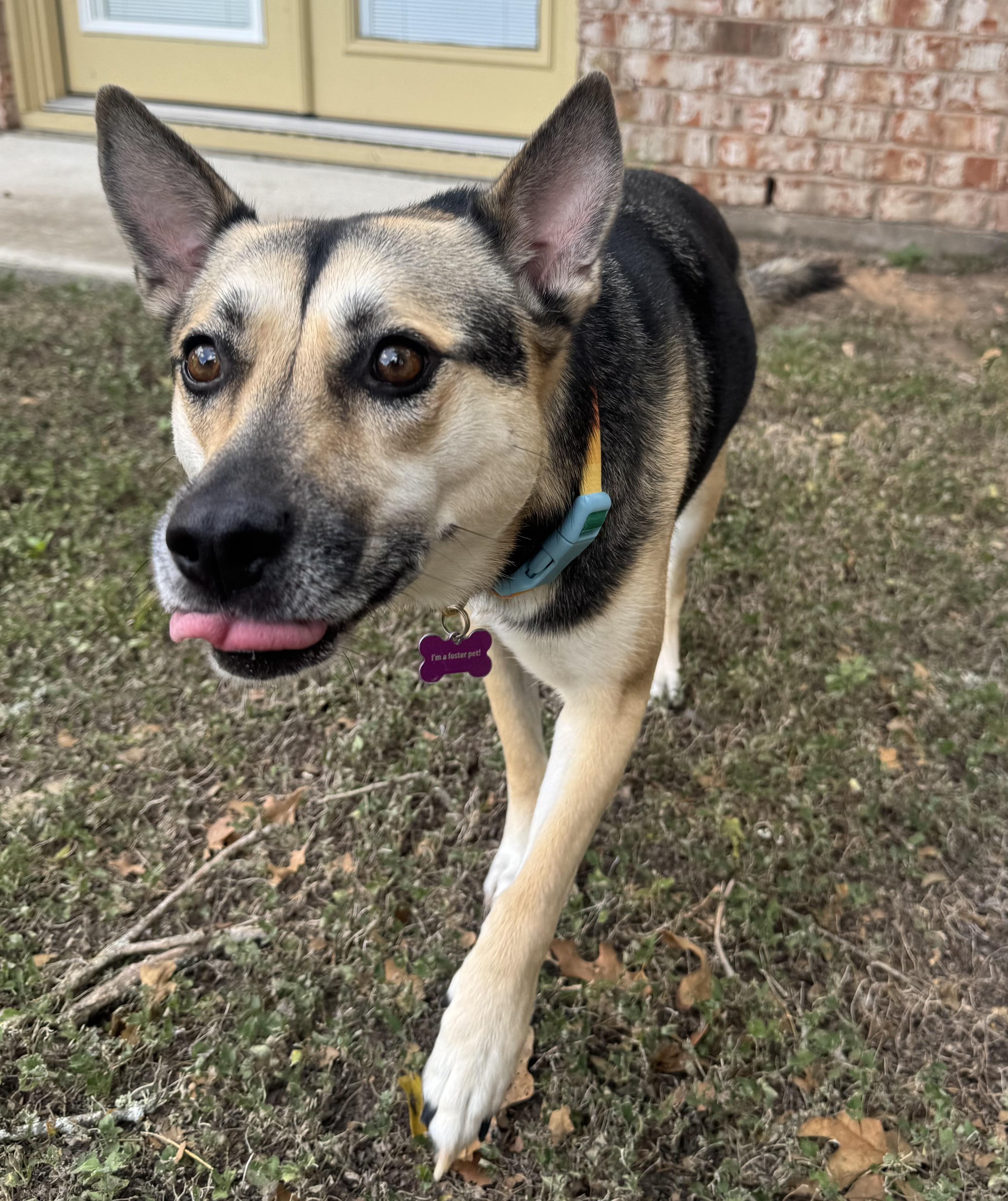 Lyndee, an adoptable German Shepherd Dog in Bryan, TX image 1/4
