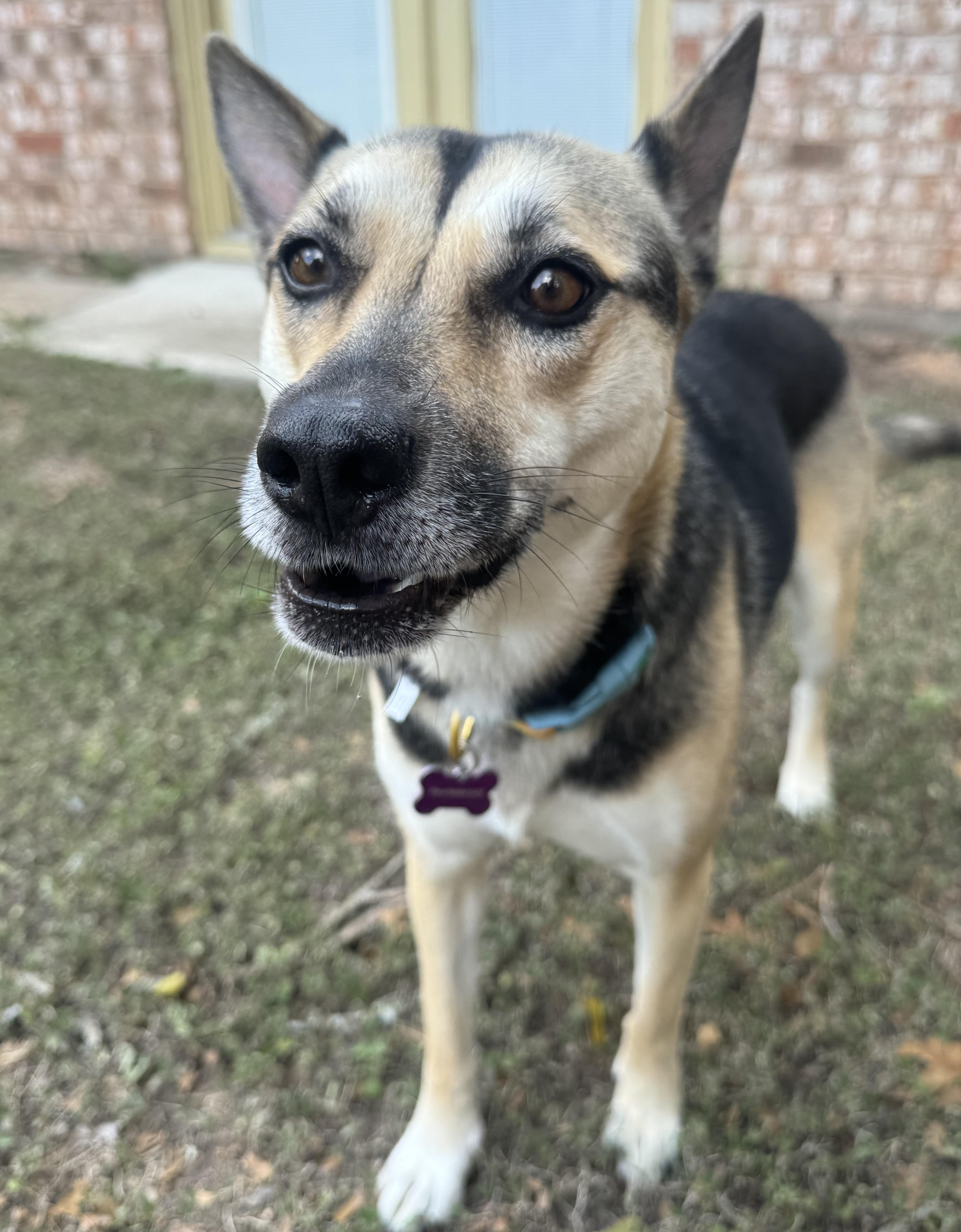Lyndee, an adoptable German Shepherd Dog in Bryan, TX image 2/4