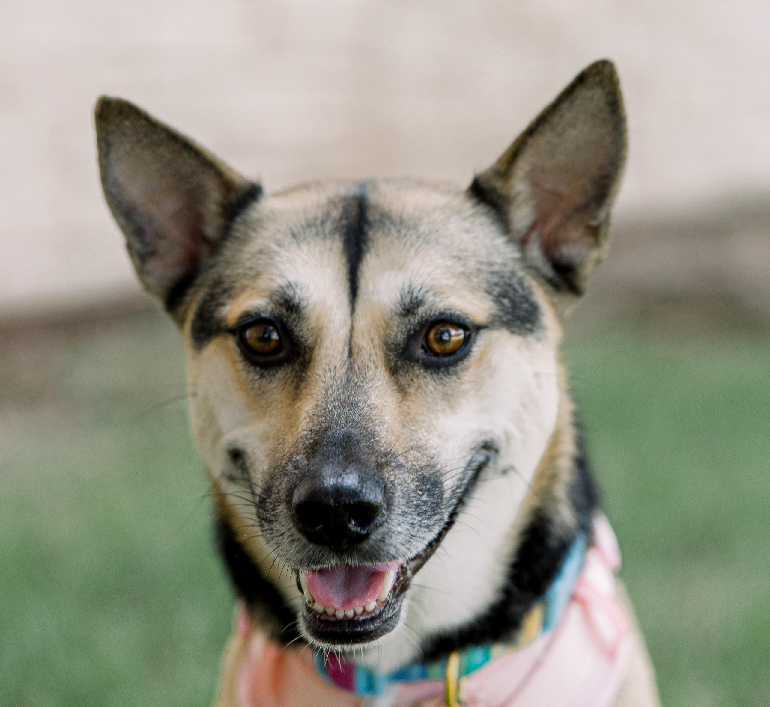 Enlarge Lyndee, a Adoptable German Shepherd Dog in Bryan, TX image 2/6