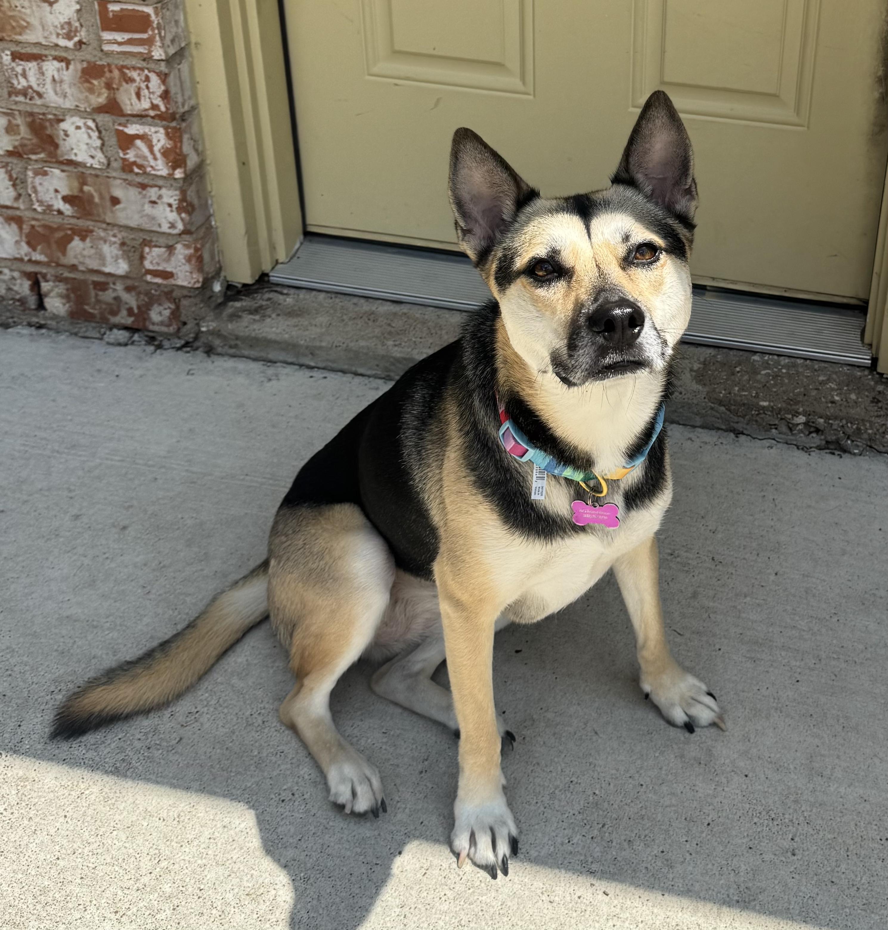 Lyndee, an adoptable German Shepherd Dog in Bryan, TX image 4/4