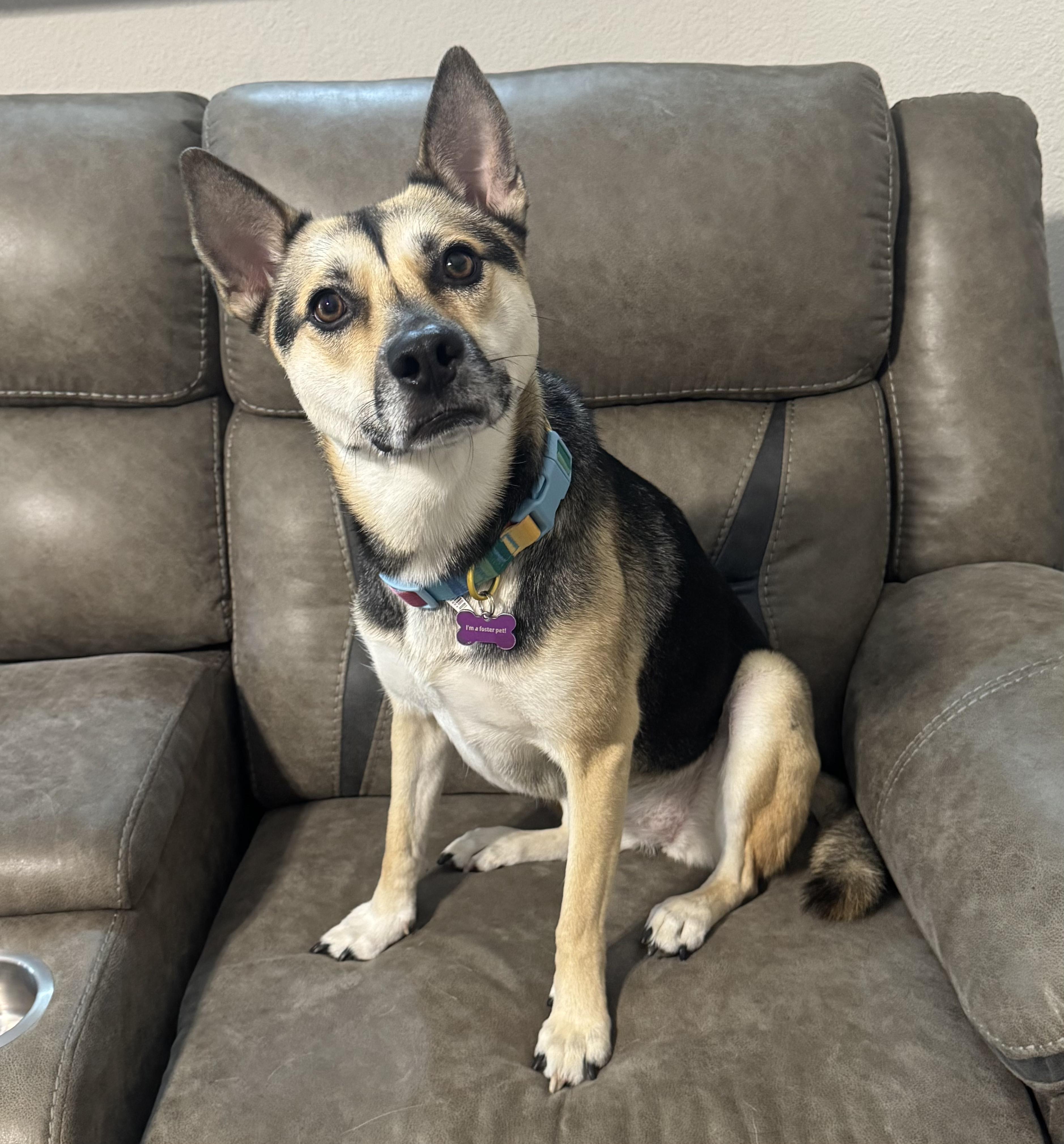 Lyndee, an adoptable German Shepherd Dog in Bryan, TX image 3/4