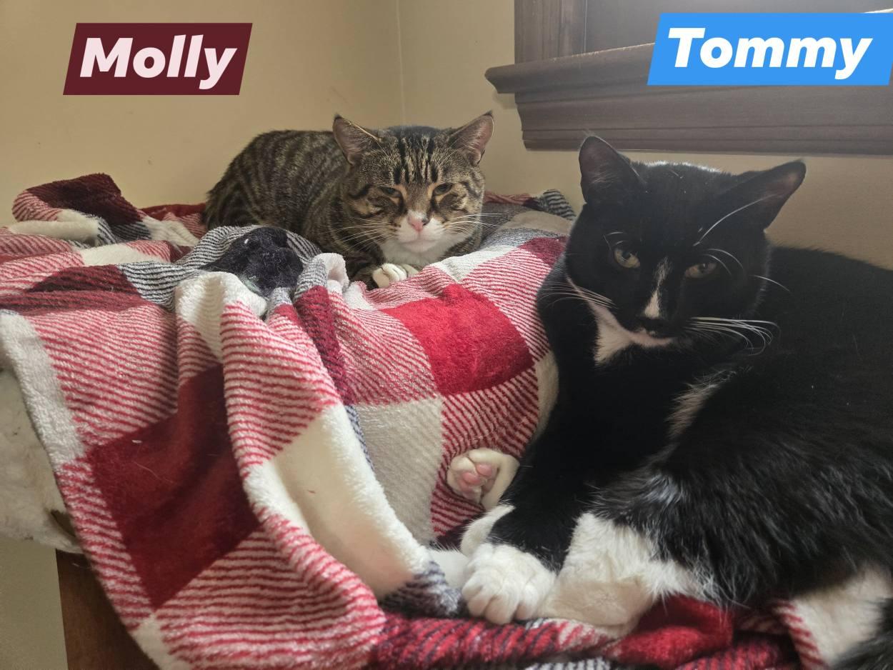 MOLLY and TOMMY, a Adoptable mixed breed in Bridgewater, NJ image 1/6
