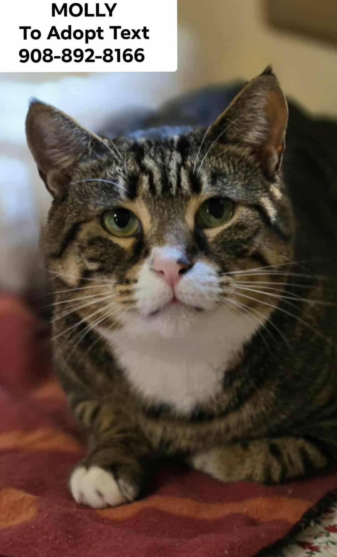 MOLLY and TOMMY, a Adoptable mixed breed in Bridgewater, NJ image 5/6