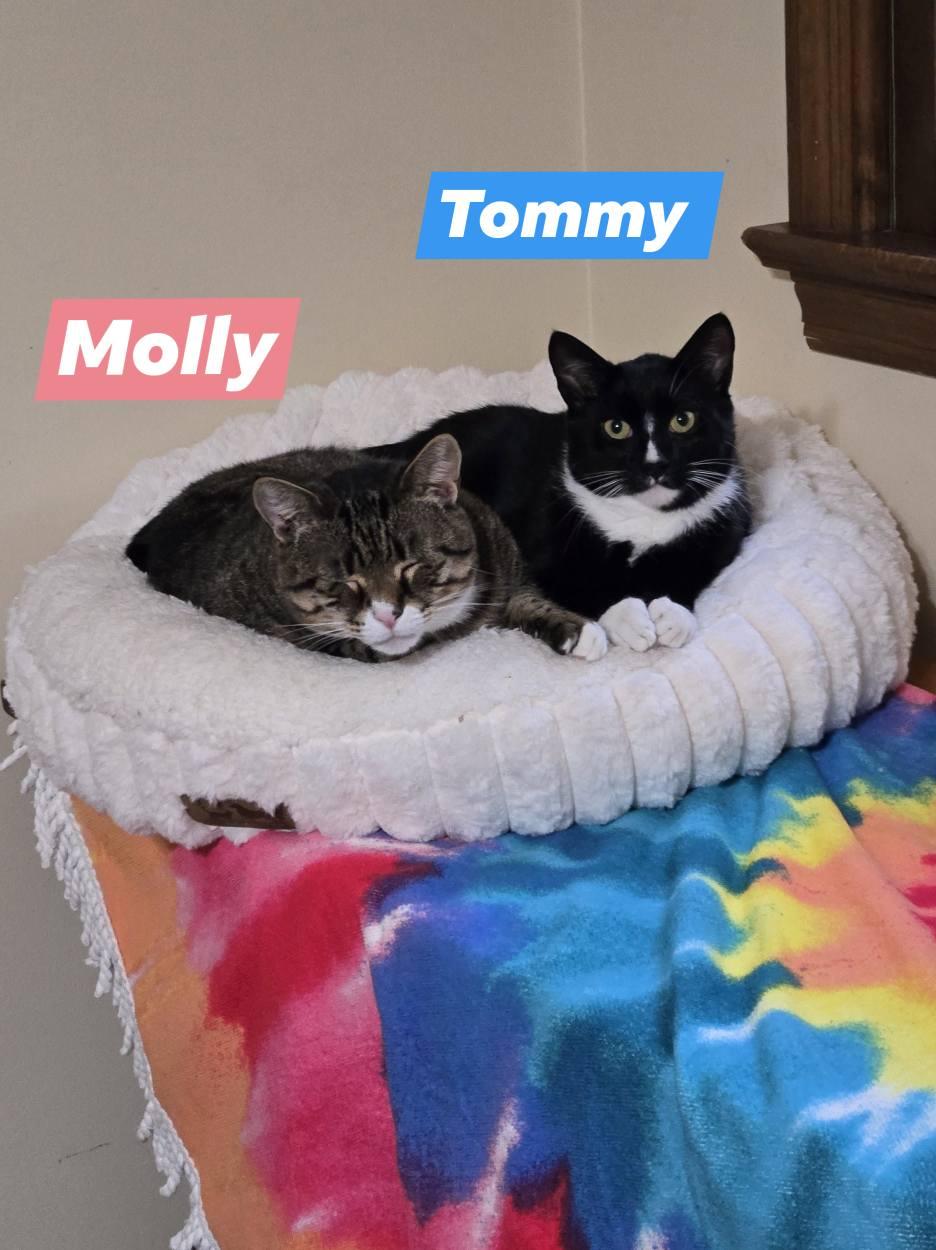 MOLLY and TOMMY, a Adoptable mixed breed in Bridgewater, NJ image 2/6