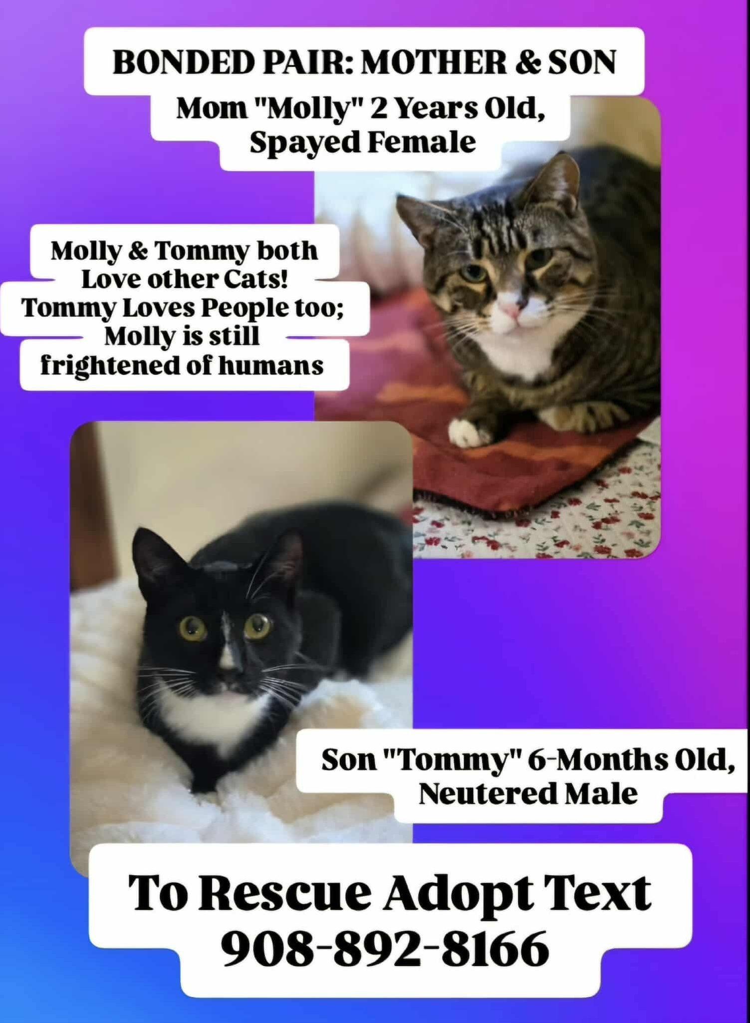 MOLLY and TOMMY, a Adoptable mixed breed in Bridgewater, NJ image 4/6