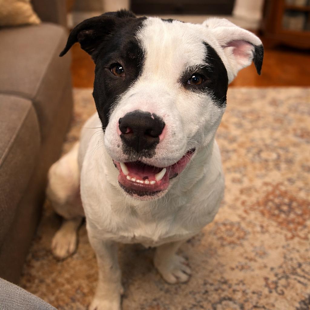 Enlarge Phineas 26-0101, a Adoptable Mixed Breed in Yanceyville, NC image 1/3