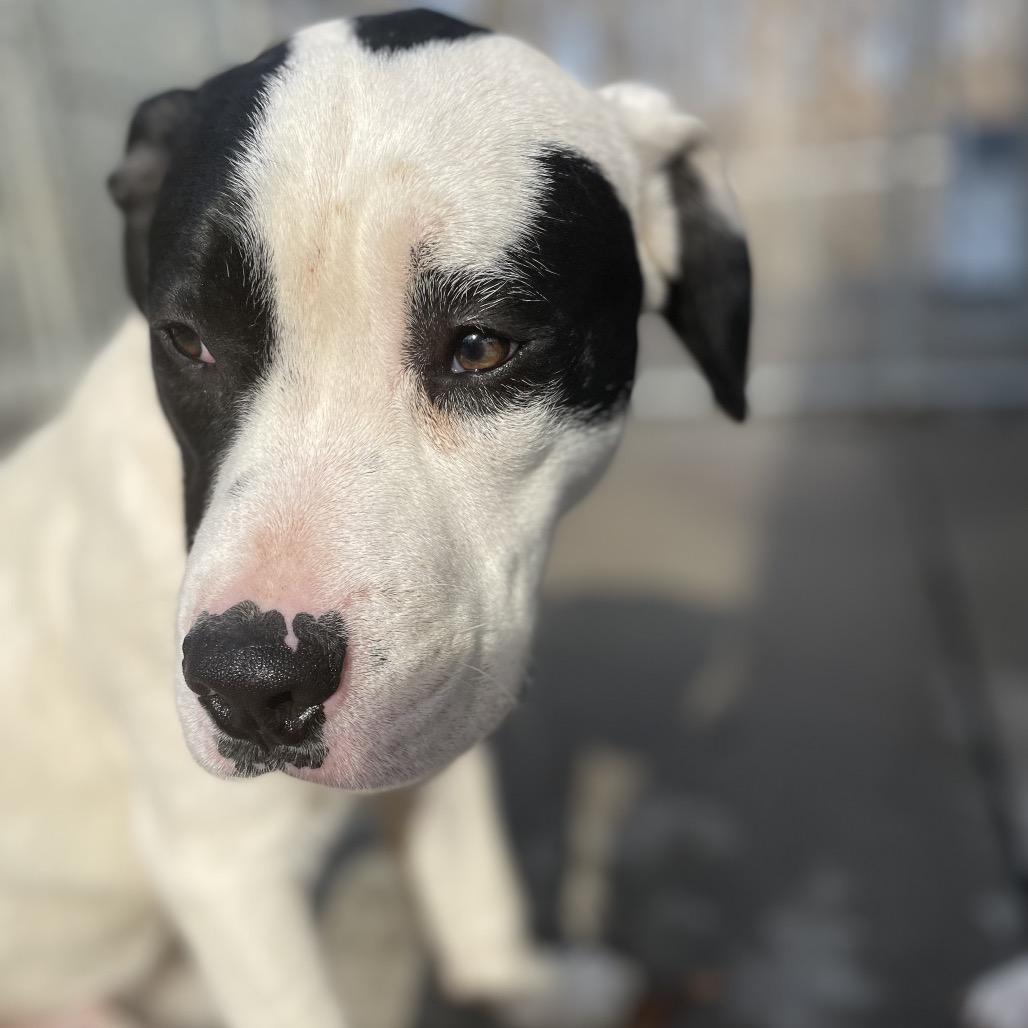 Enlarge Phineas 26-0101, a Adoptable Mixed Breed in Yanceyville, NC image 2/3