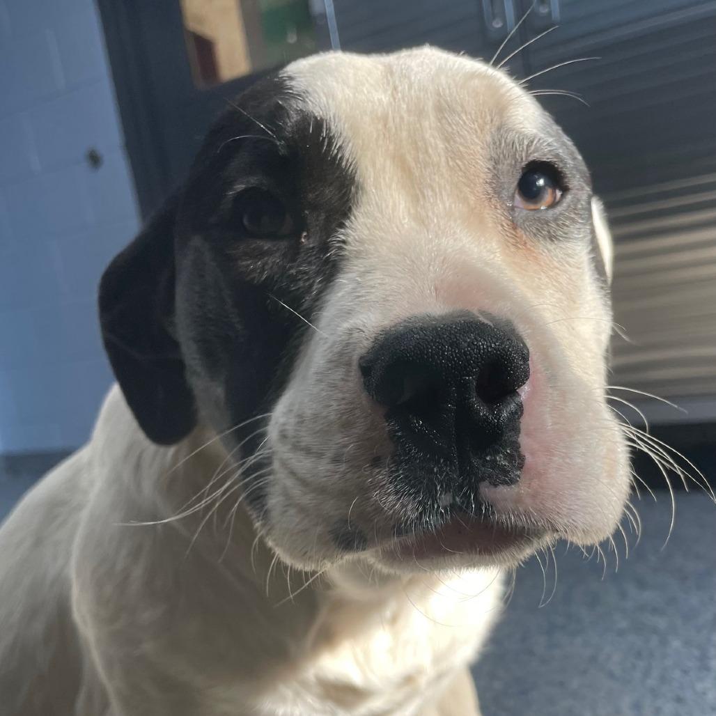 Enlarge Phineas 26-0101, a Adoptable Mixed Breed in Yanceyville, NC image 3/3