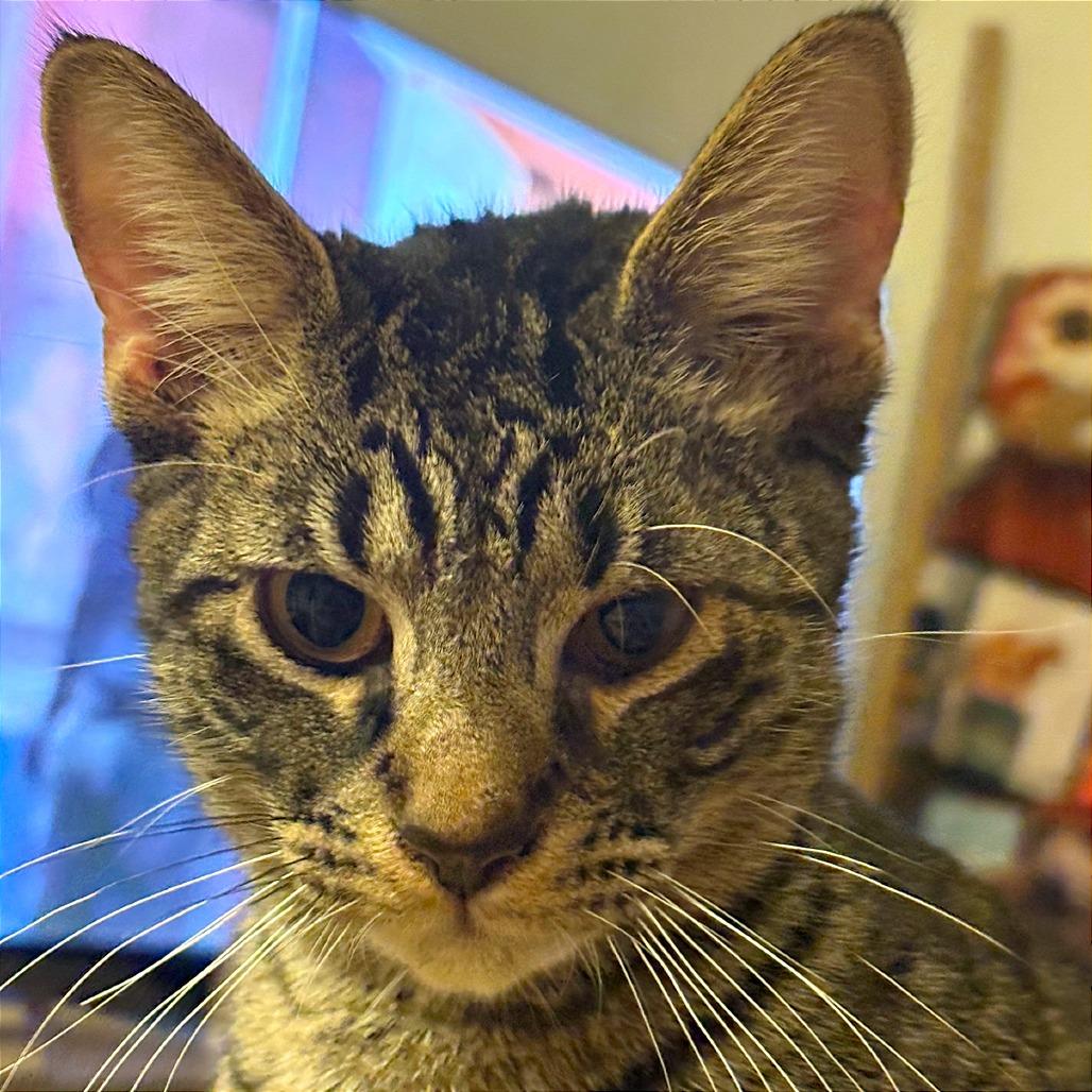 Han Solo, Adoptable, Young Male Domestic Short Hair.