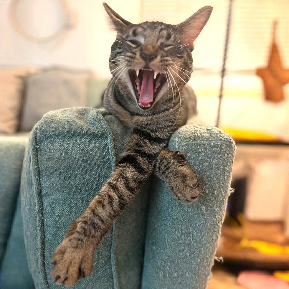 Enlarge Han Solo, a Adoptable Domestic Short Hair in Tampa, FL image 2/6