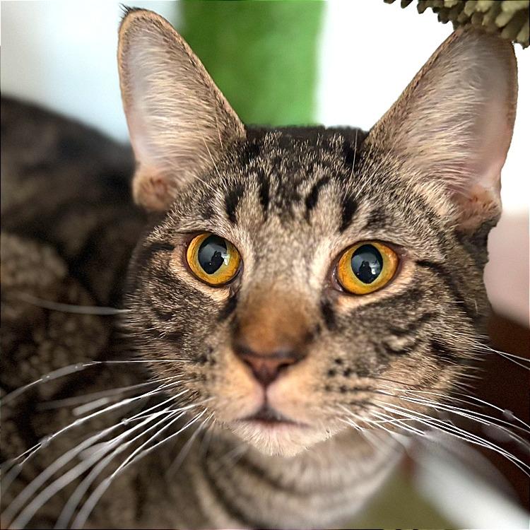 Enlarge Han Solo, a Adoptable Domestic Short Hair in Tampa, FL image 4/6