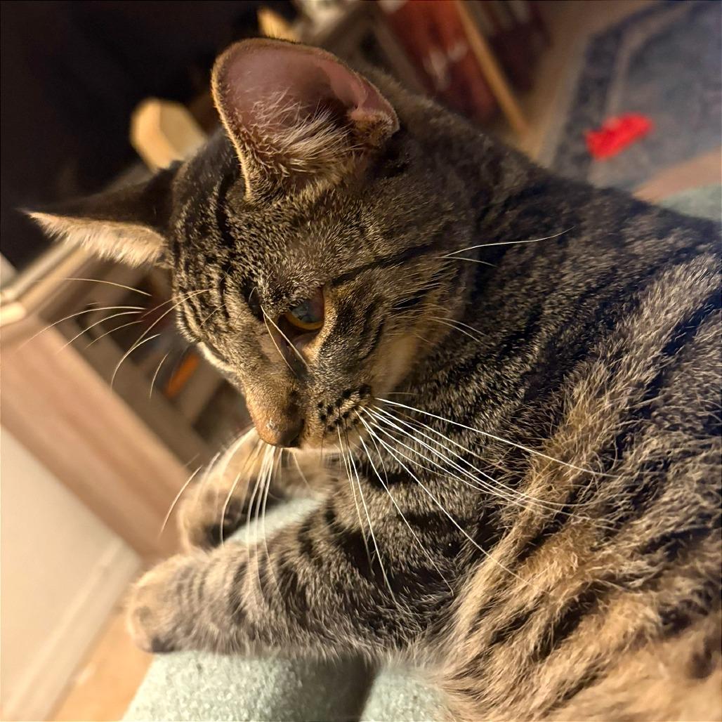 Enlarge Han Solo, a Adoptable Domestic Short Hair in Tampa, FL image 6/6