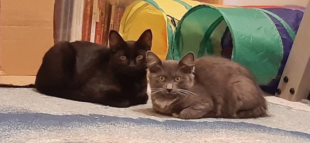 Merlin, Adoptable, Kitten Male Domestic Short Hair.