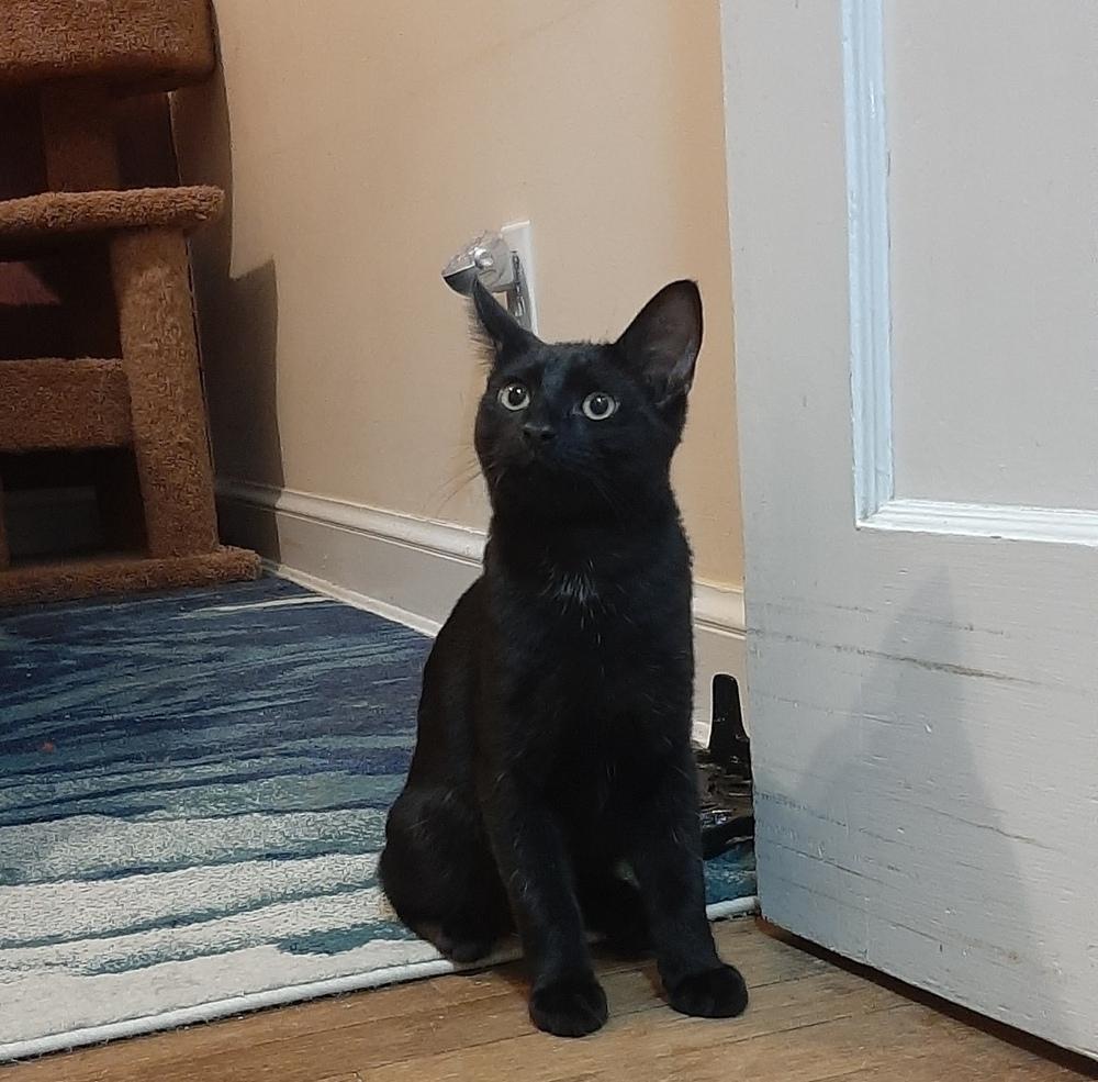 Enlarge Merlin, a Adoptable Domestic Short Hair in Henrico, VA image 2/6