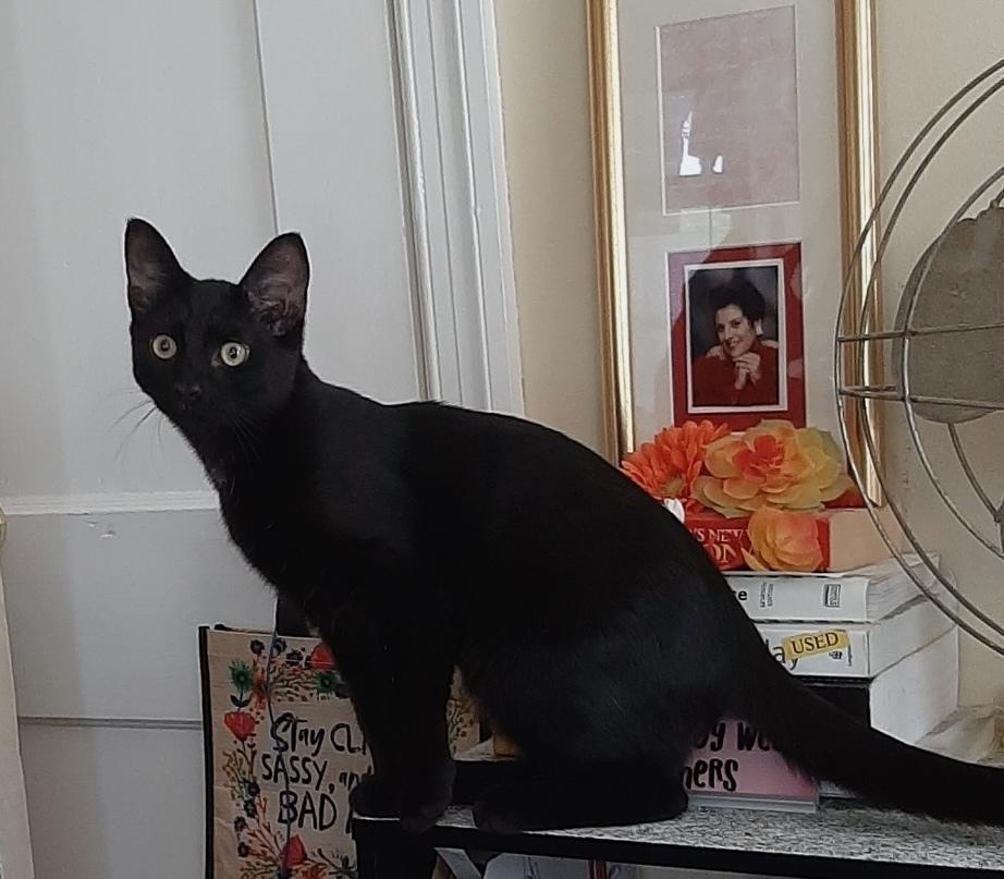 Enlarge Merlin, a Adoptable Domestic Short Hair in Henrico, VA image 3/6