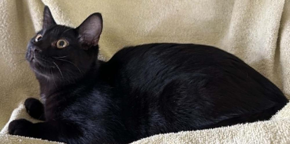 Enlarge Merlin, a Adoptable Domestic Short Hair in Henrico, VA image 4/6