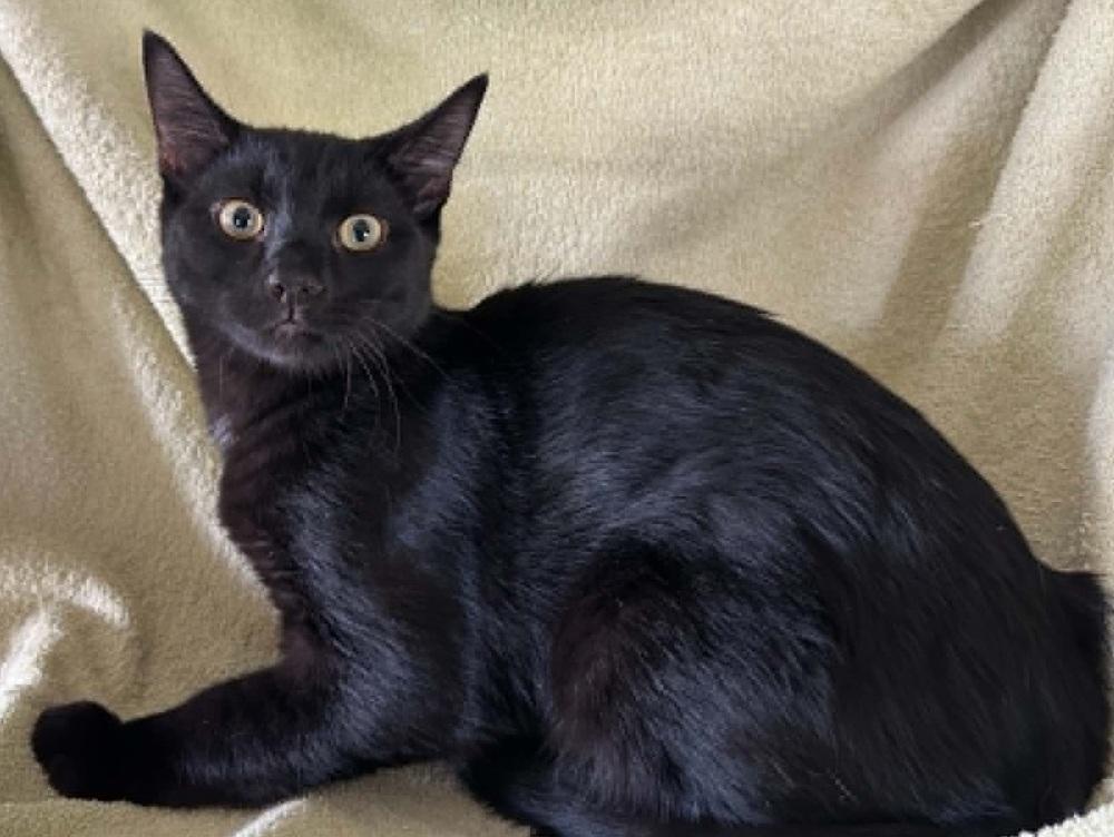 Enlarge Merlin, a Adoptable Domestic Short Hair in Henrico, VA image 5/6