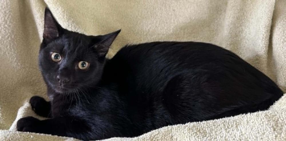 Enlarge Merlin, a Adoptable Domestic Short Hair in Henrico, VA image 6/6