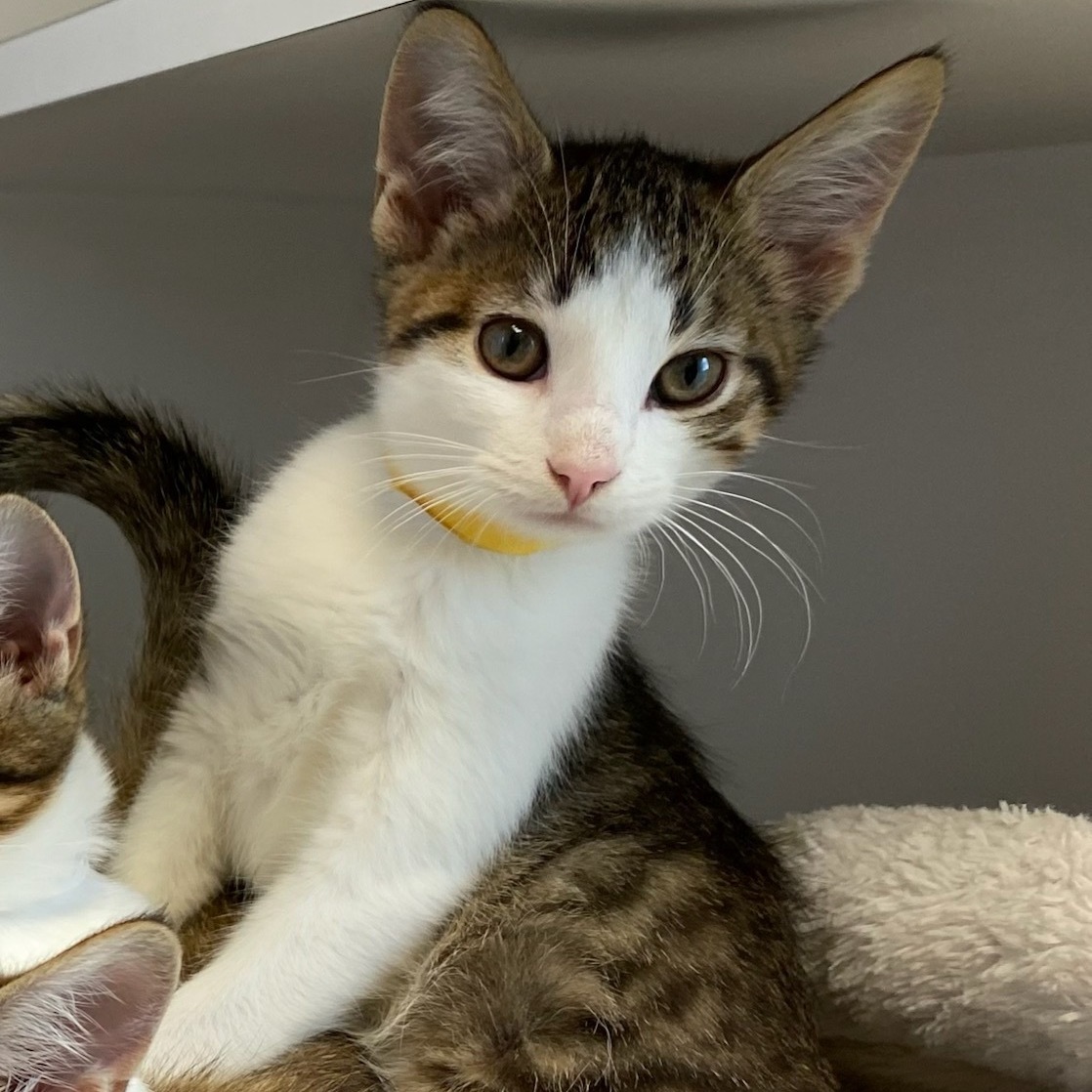 Padme, Adopted, Kitten Female Domestic Short Hair.