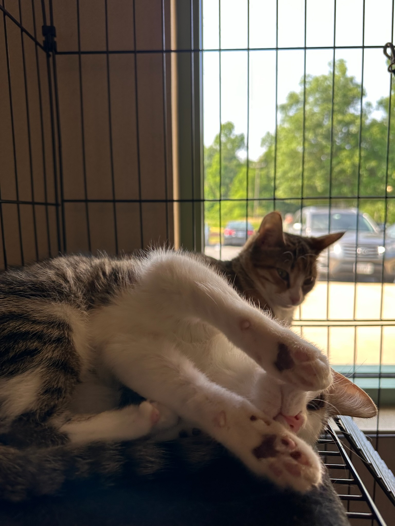 Enlarge Padme, a Adopted Domestic Short Hair in Fairfax Station, VA image 2/10