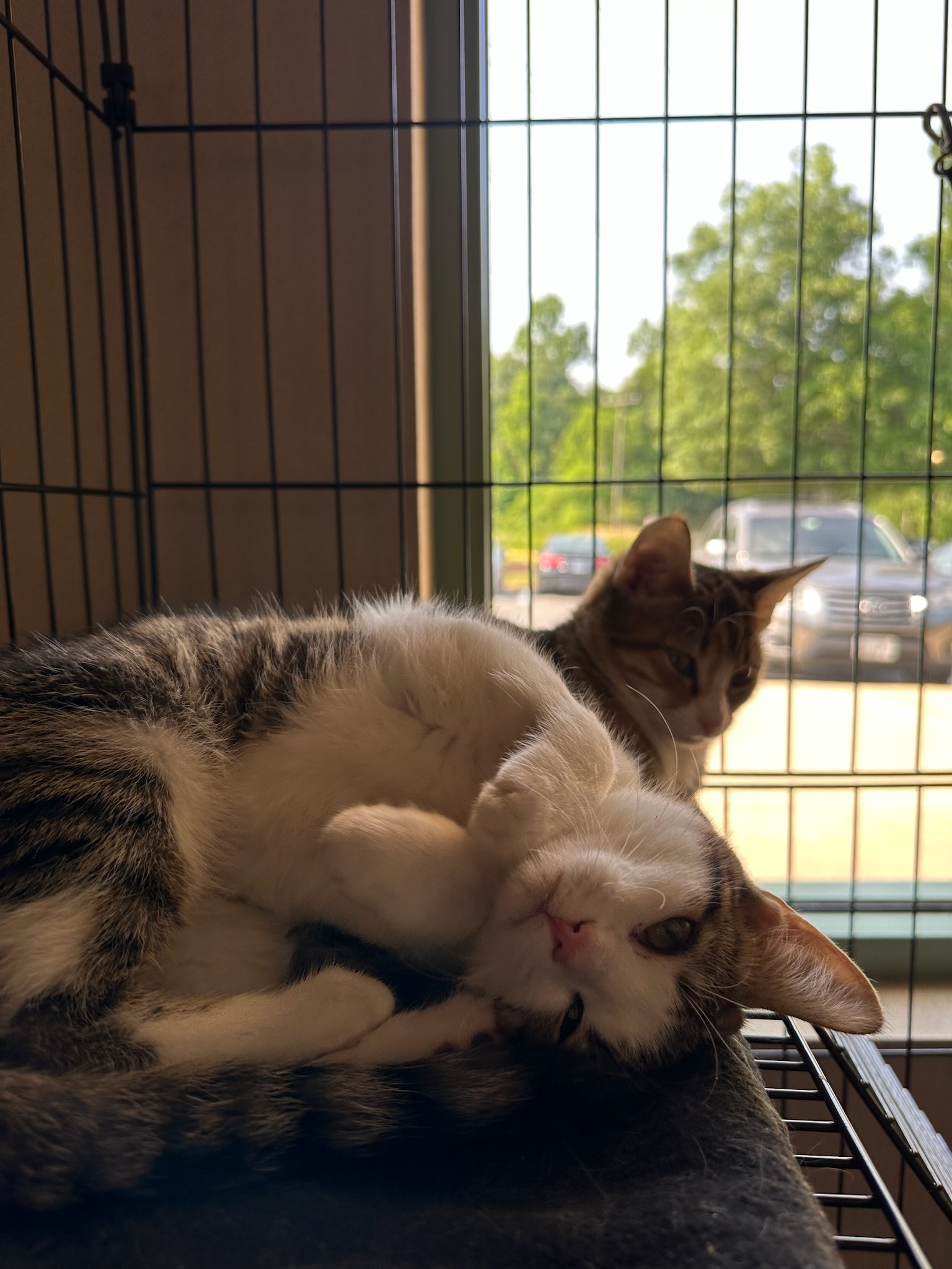 Enlarge Padme, a Adopted Domestic Short Hair in Fairfax Station, VA image 3/10