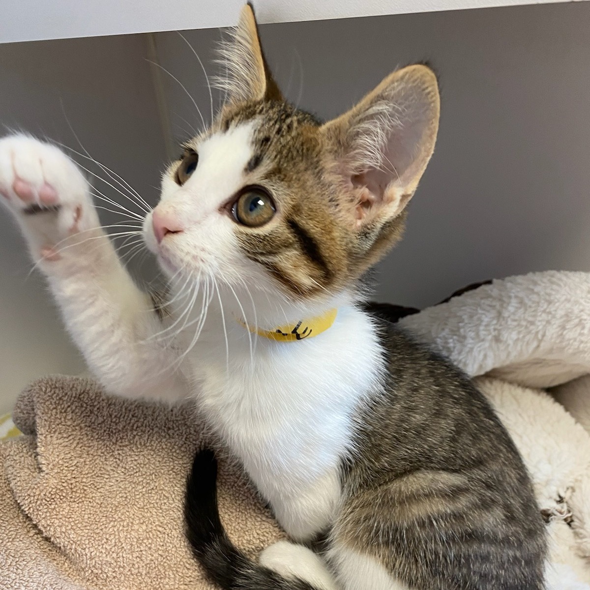 Enlarge Padme, a Adopted Domestic Short Hair in Fairfax Station, VA image 4/10