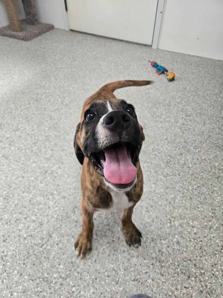 Ridley, Adoptable, Puppy Male Boxer.