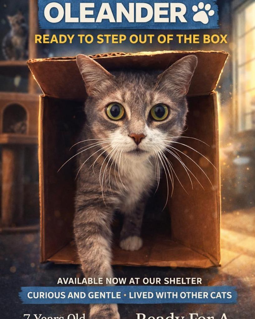 Enlarge Oleander, a Adoptable mixed breed in East Ridge, TN image 1/2