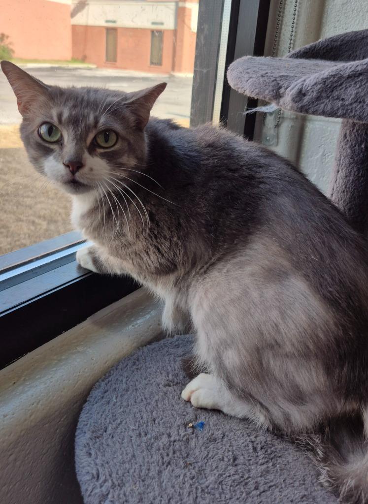 Enlarge Oleander, a Adoptable mixed breed in East Ridge, TN image 2/2