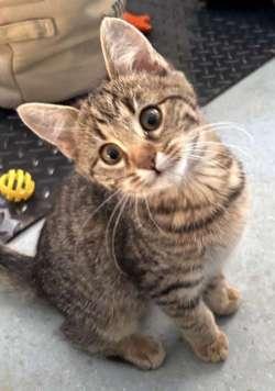 Merida, ADOPTABLE, Kitten Female Domestic Short Hair.