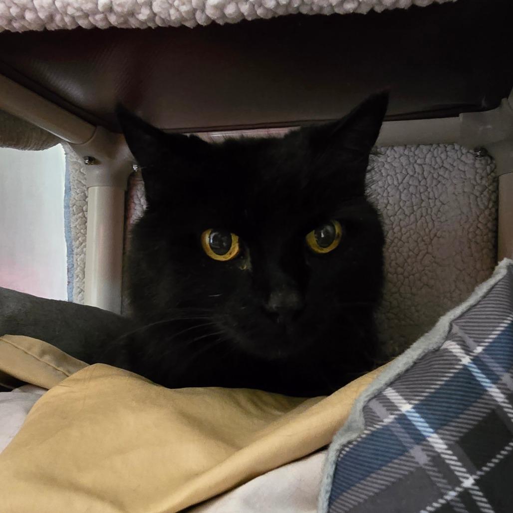 Kitty, a Adoptable Domestic Medium Hair in Fort Bragg, CA image 1/2