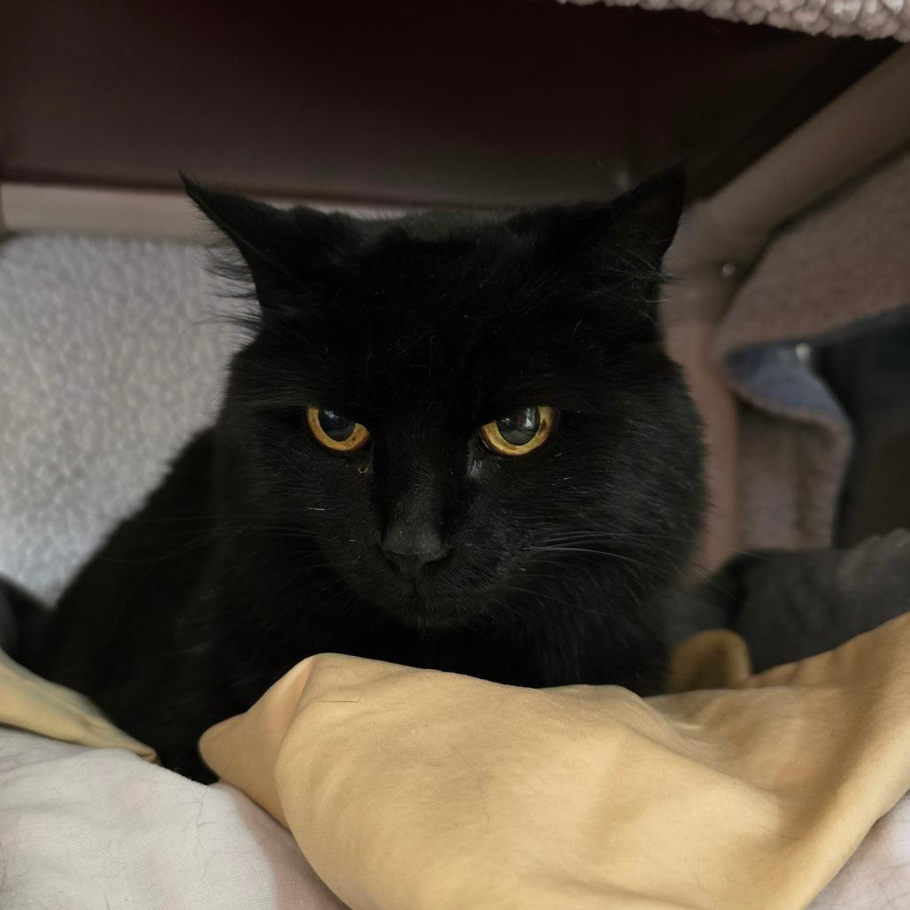 Kitty, a Adoptable Domestic Medium Hair in Fort Bragg, CA image 2/2