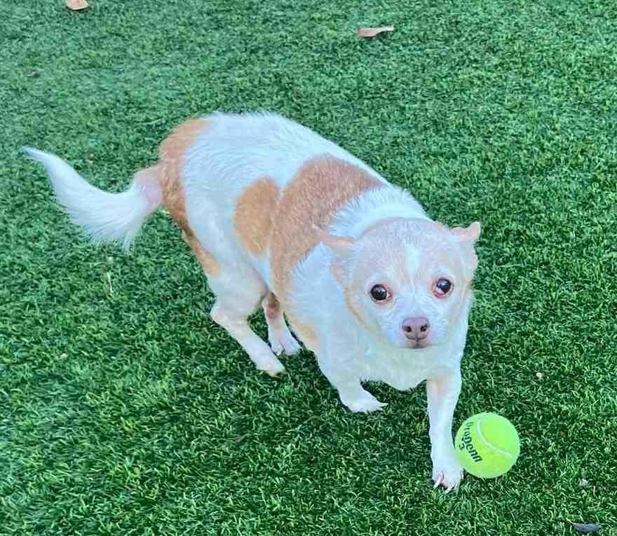 Enlarge Dolce, a Adoptable Chihuahua in Richland Hills, TX image 1/3