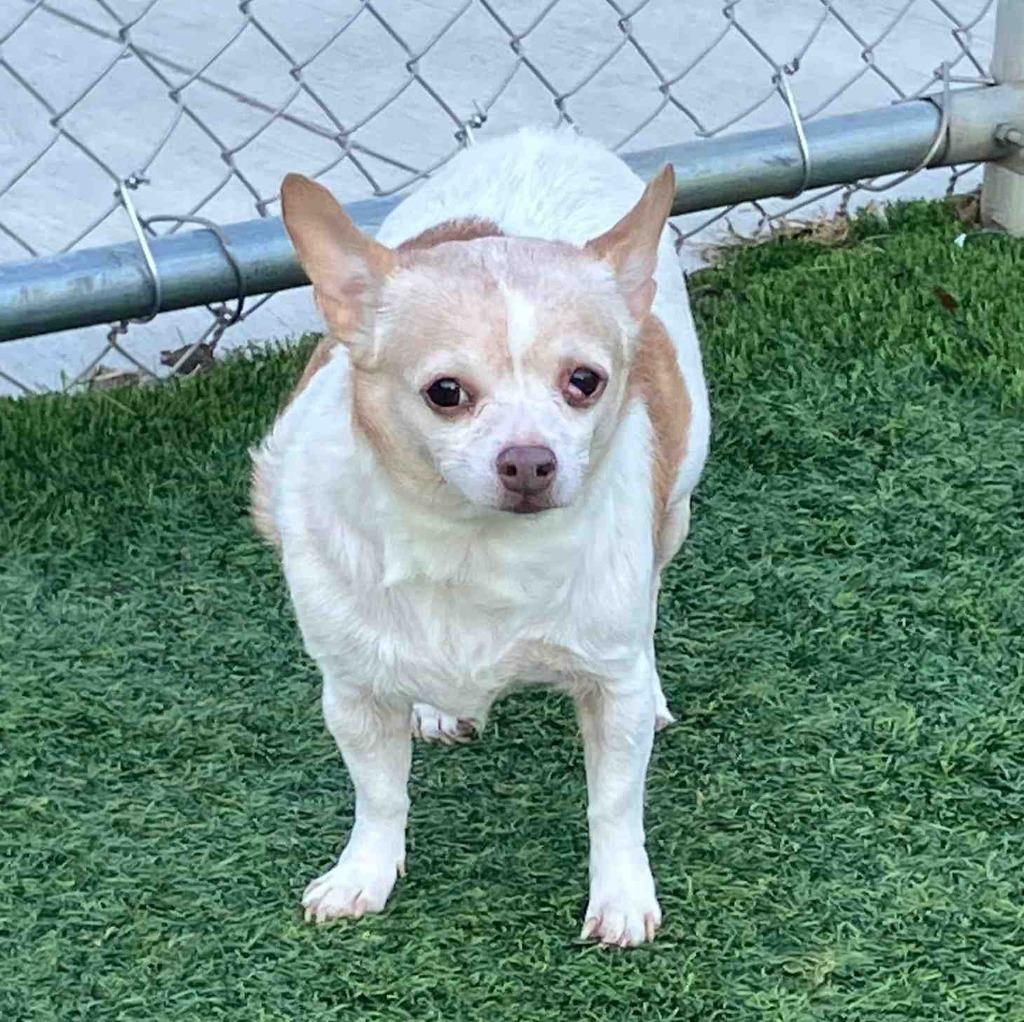 Enlarge Dolce, a Adoptable Chihuahua in Richland Hills, TX image 2/3
