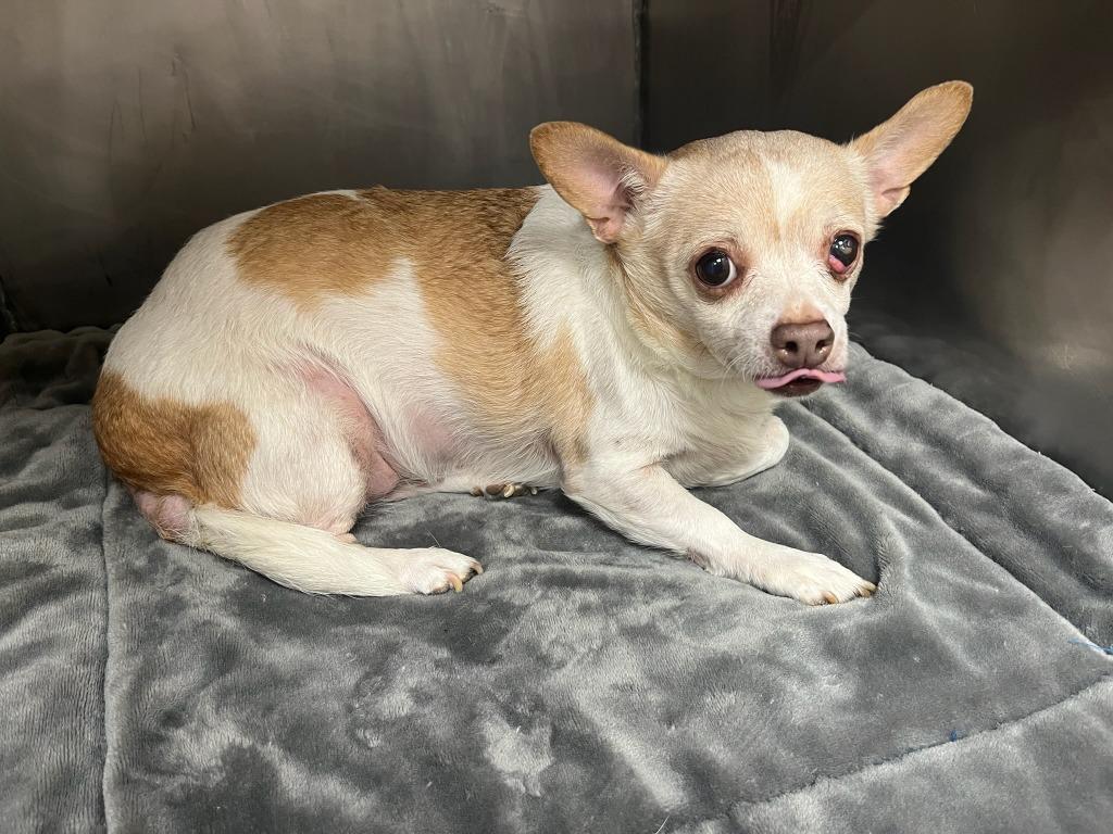 Enlarge Dolce, a Adoptable Chihuahua in Richland Hills, TX image 3/3